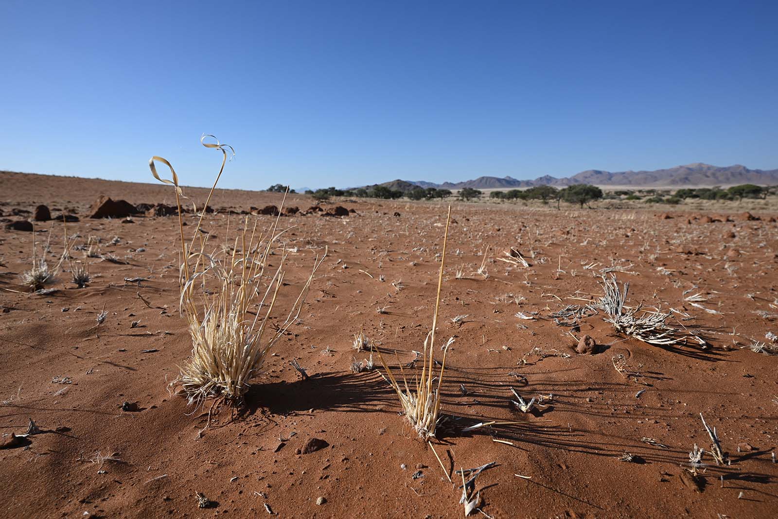 Grasbüschel in Wüstenlandschaft, Namibia Namib Naukluft Nationalpark