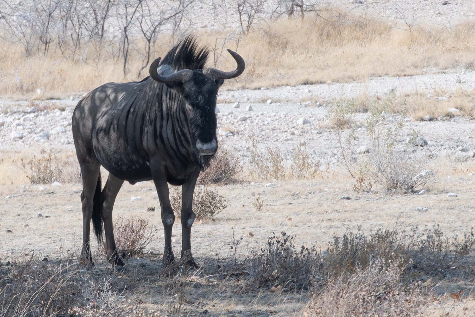 Gnu Antilope im Etosha Nationalpark Namibia