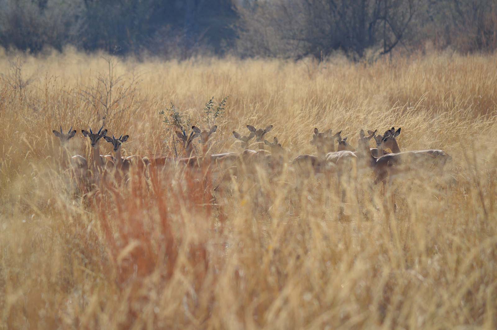 Impala Antilopen im Mudumu Nationalpark Namibia