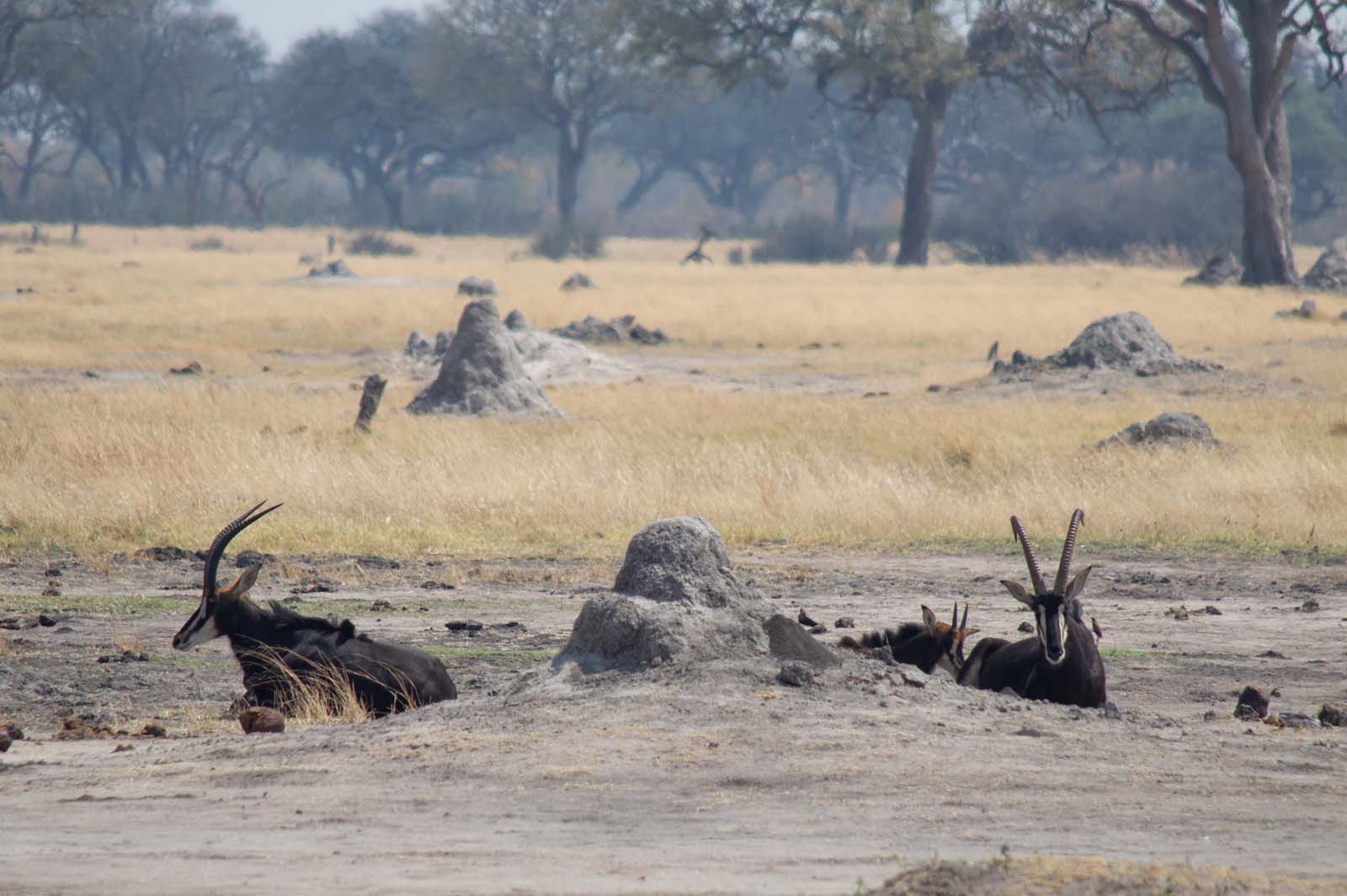 Antilopen im Hwange Nationalpark Zimbabwe