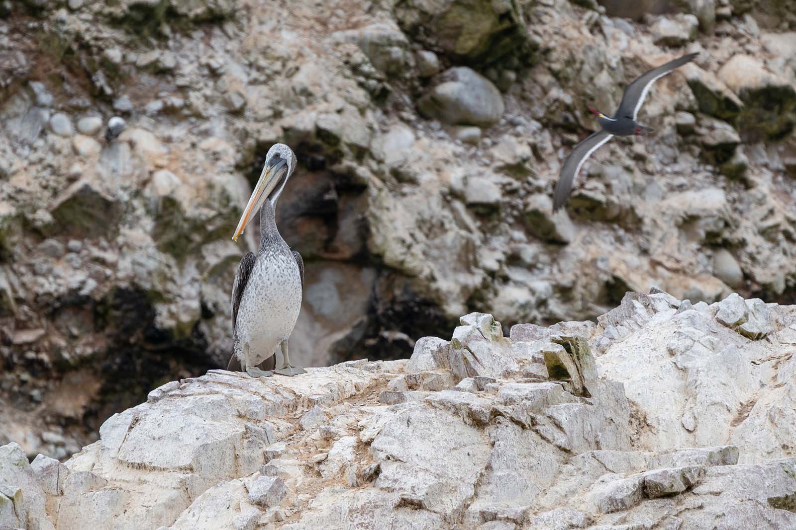 Vogel auf Felsen auf den Ballasts Inseln Peru
