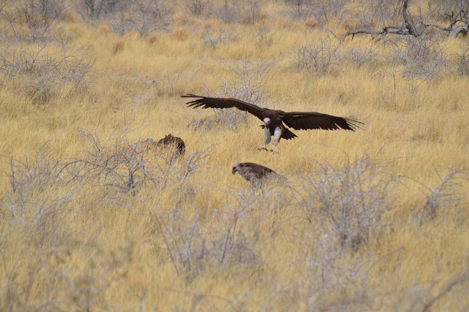 Geier mit Beute im Etosha Nationalpark Namibia