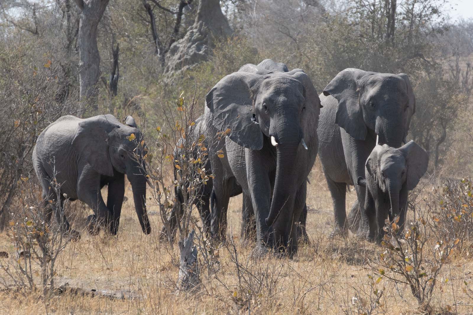 Elefanten Familie im Mudumu Nationalpark Namibia