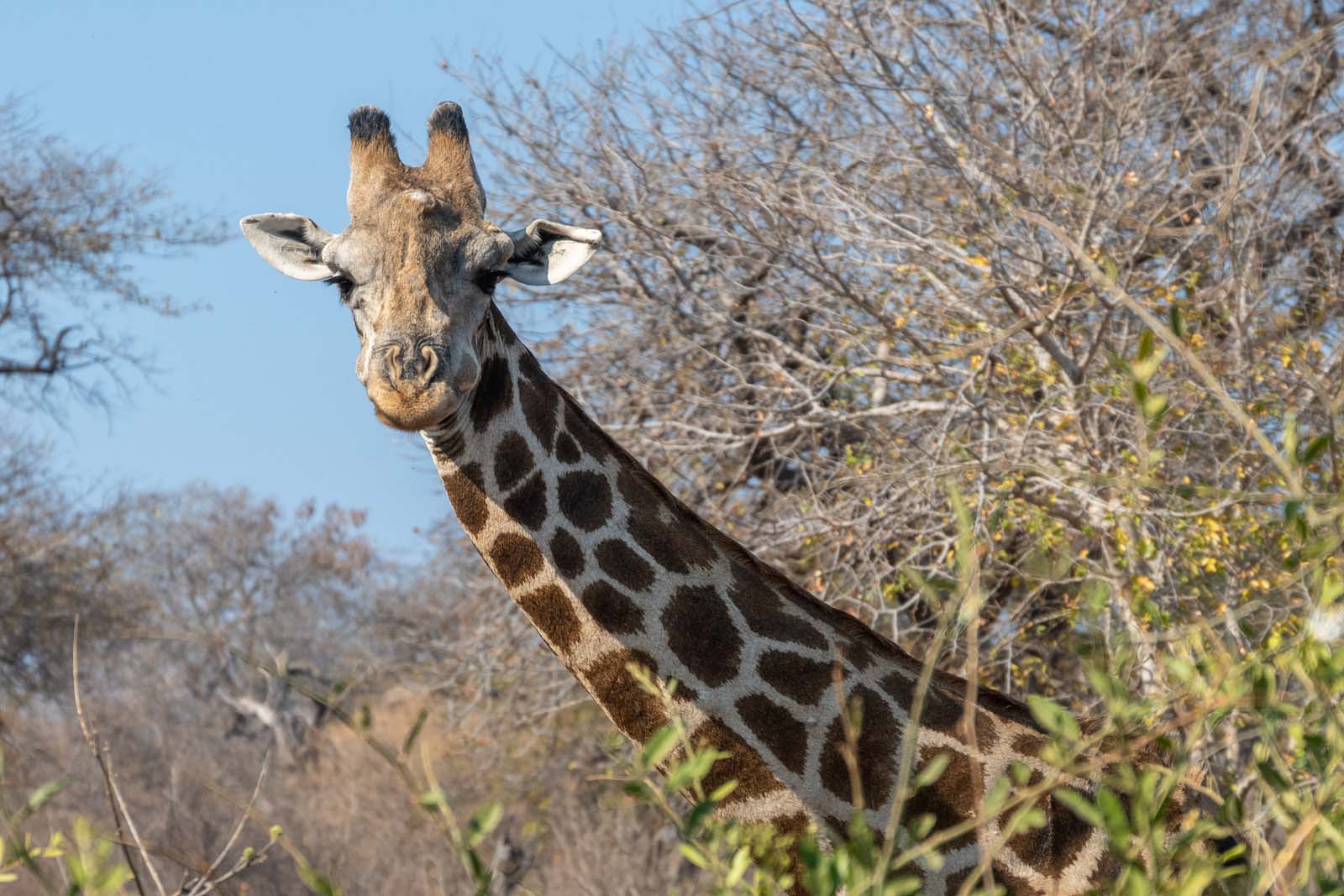 Kopf einer Giraffe im Chobe Nationalpark Botswana