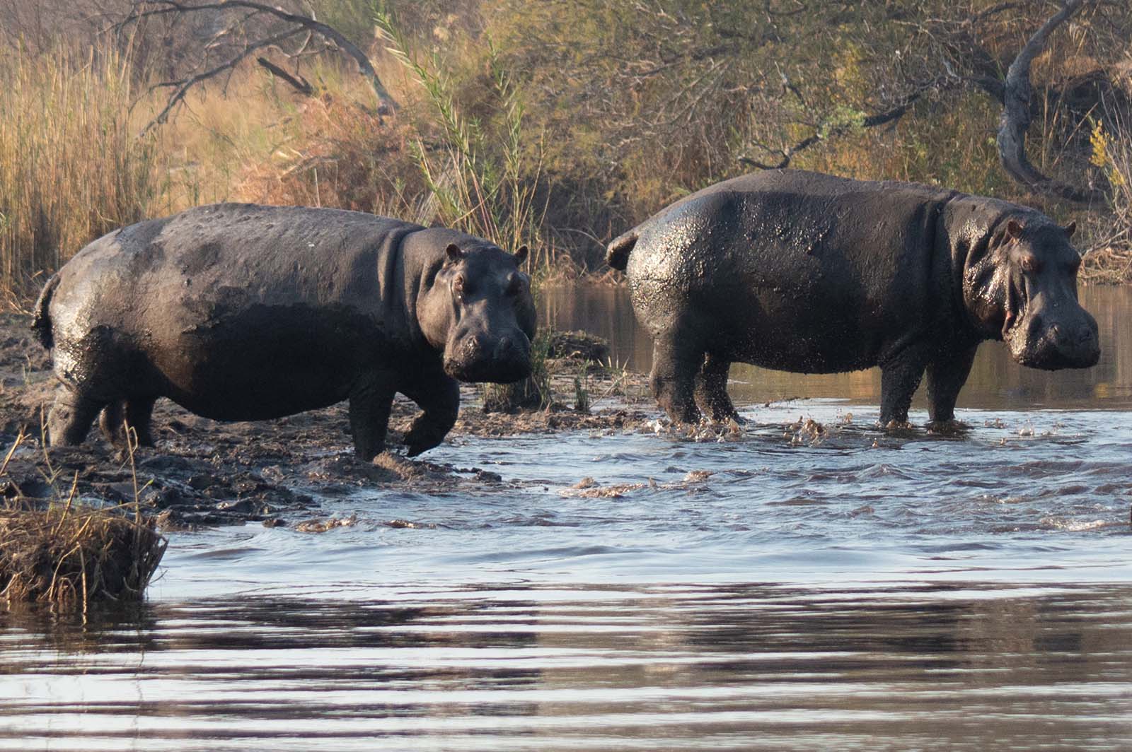 Zwei Hippos stehen am Ufer des Okavango in Namibia