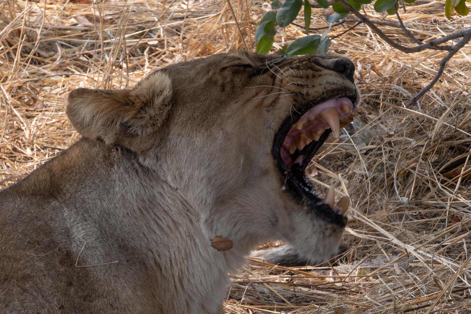 Löwe gähnt im Hwange Nationalpark Zimbabwe