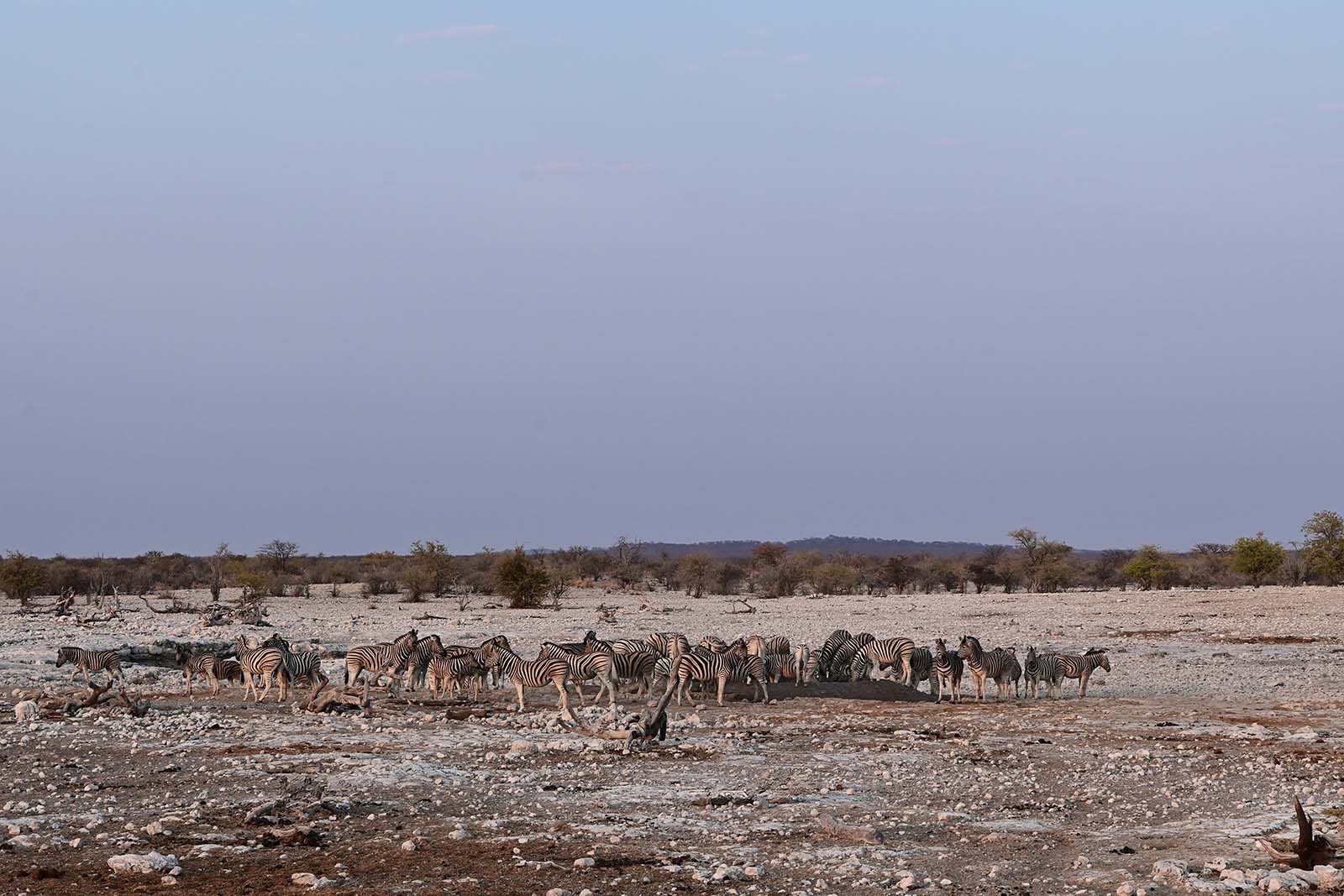 Zebras im Etosha Nationalpark Namibia