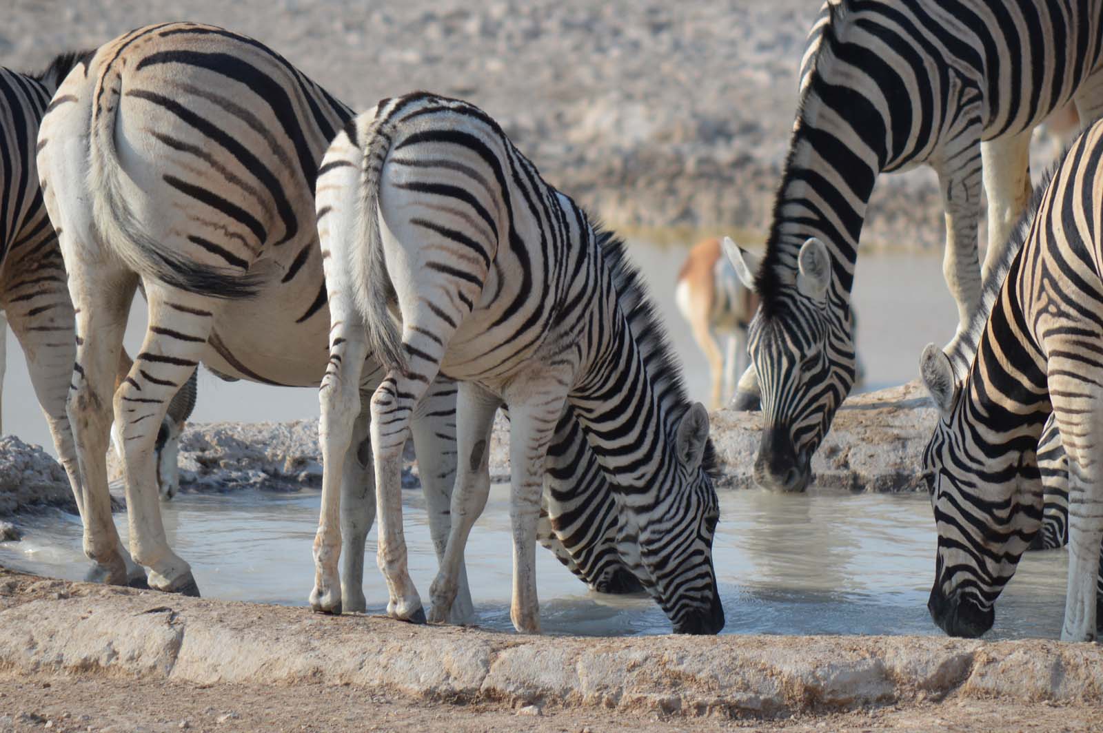 Zebra trinken an einer Wasserstelle im Etosha Nationalpark Namibia
