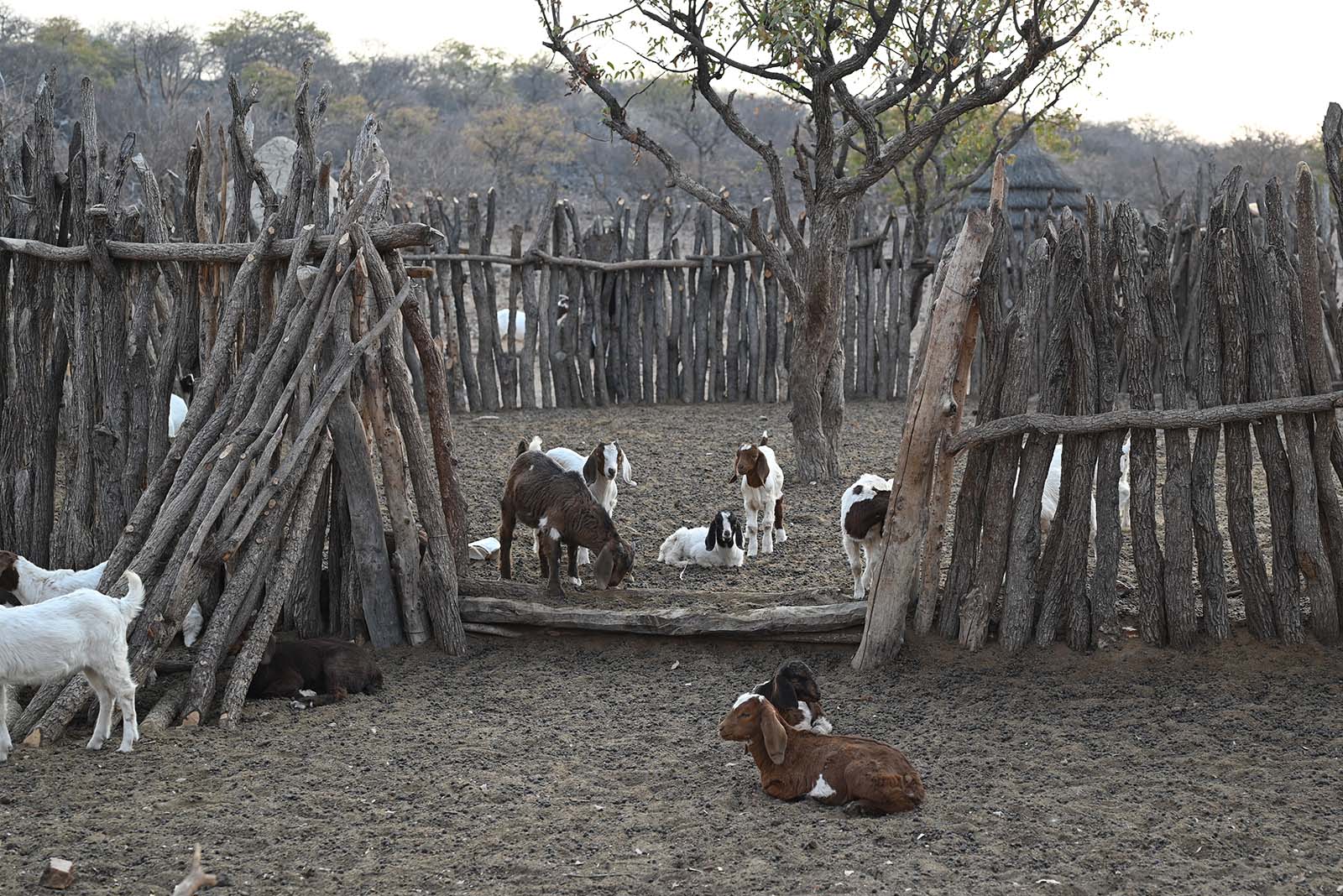 Gehege der Schafe im Himba Dorf in der Nähe von Outjo in Namibia