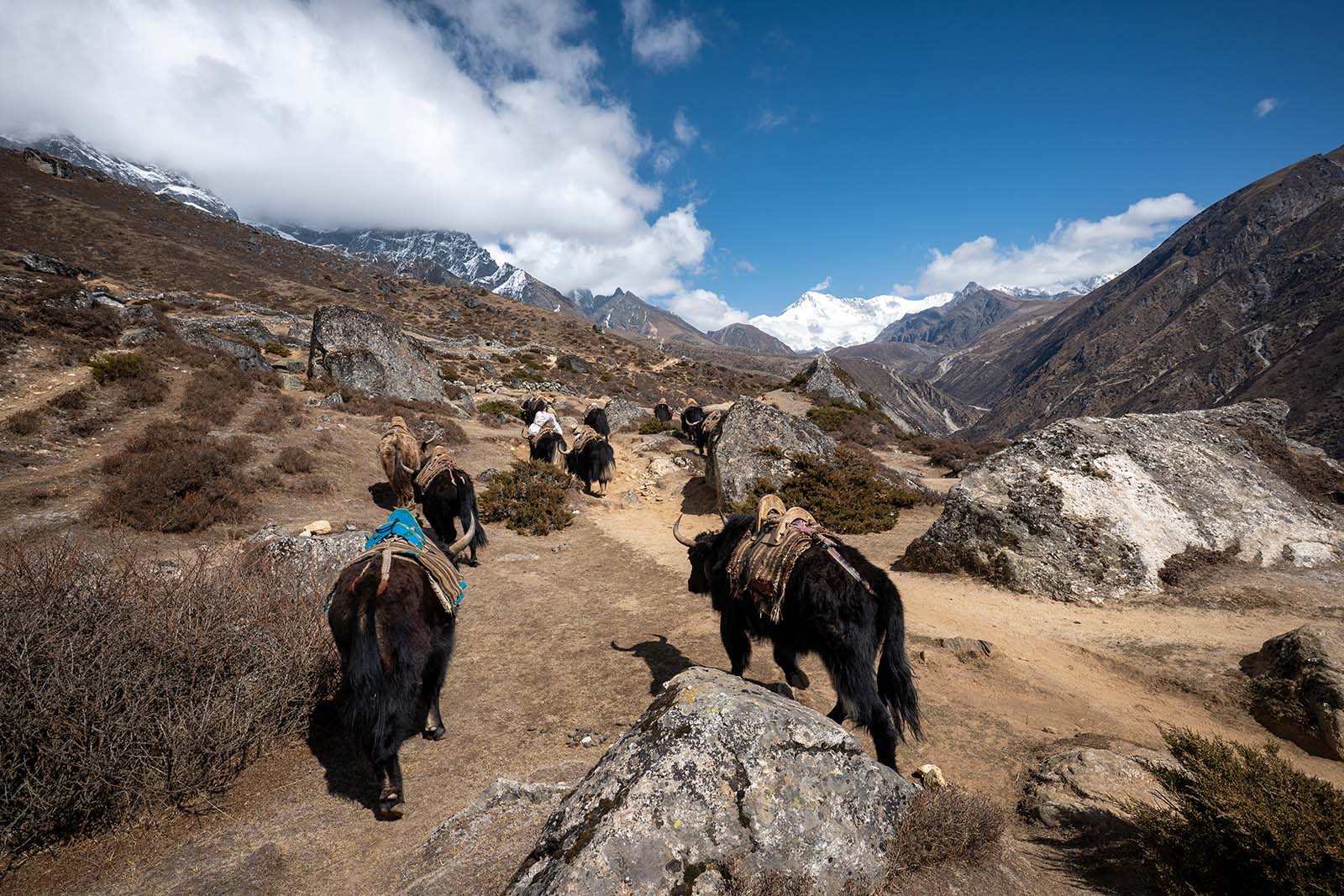 Yaks in der Hochebene des Gory Tals in Nepal