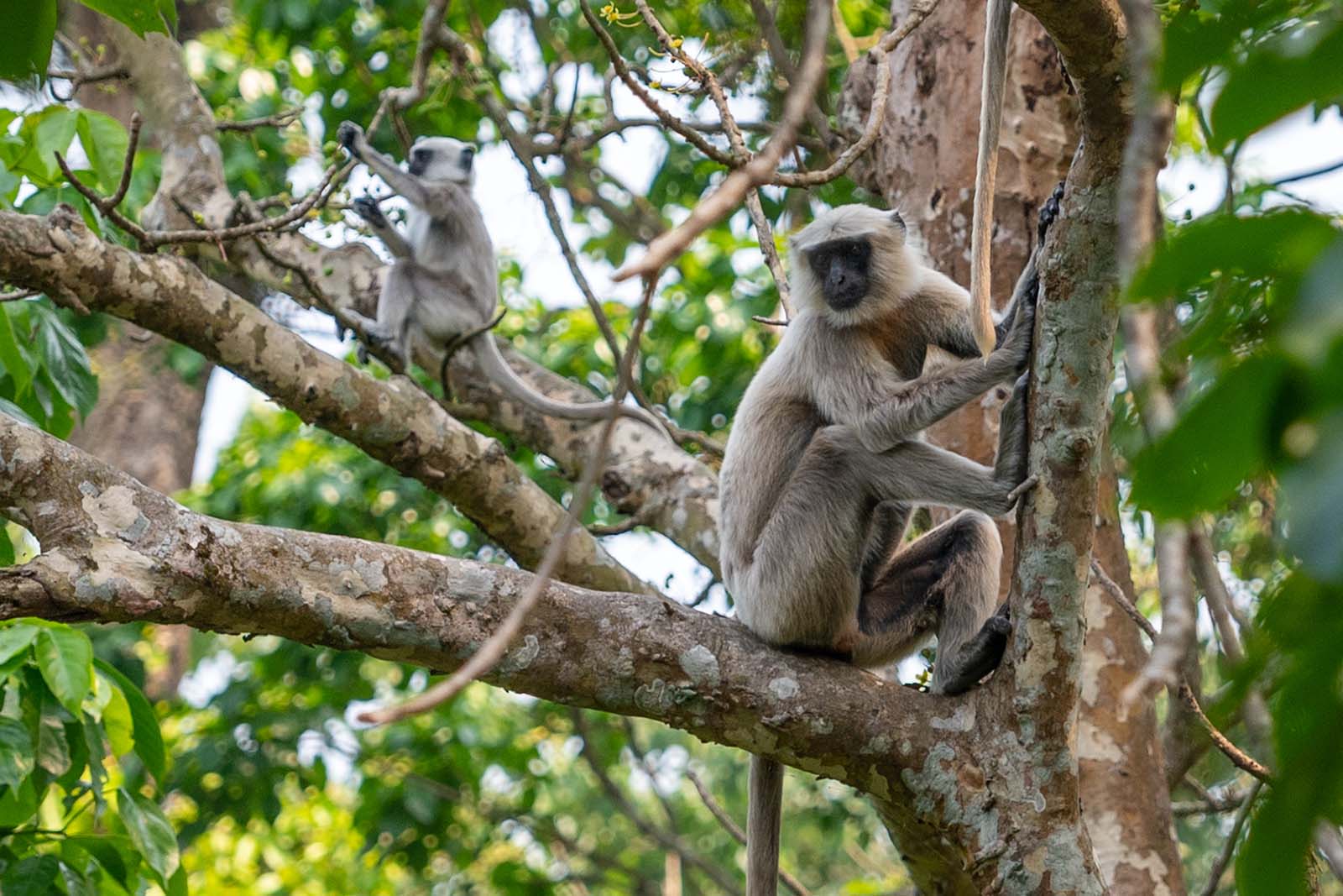 Affen im Chitin Nationalpark Nepal