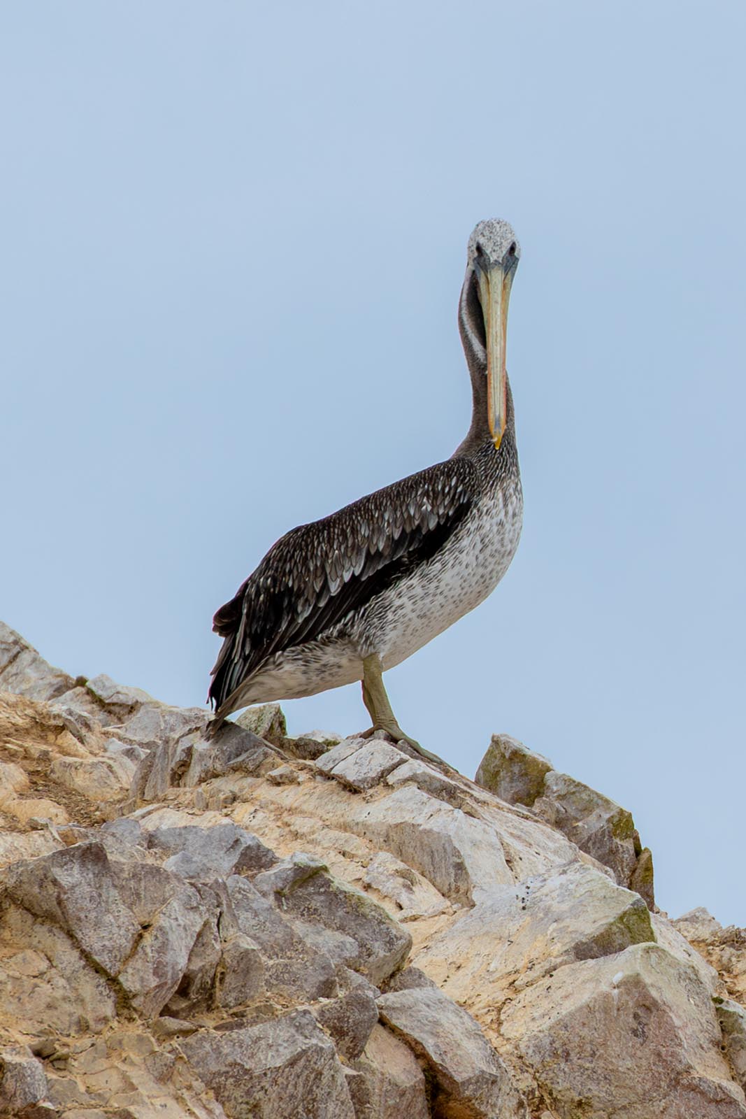 Vogel auf Felsen auf den Ballasts Inseln Peru
