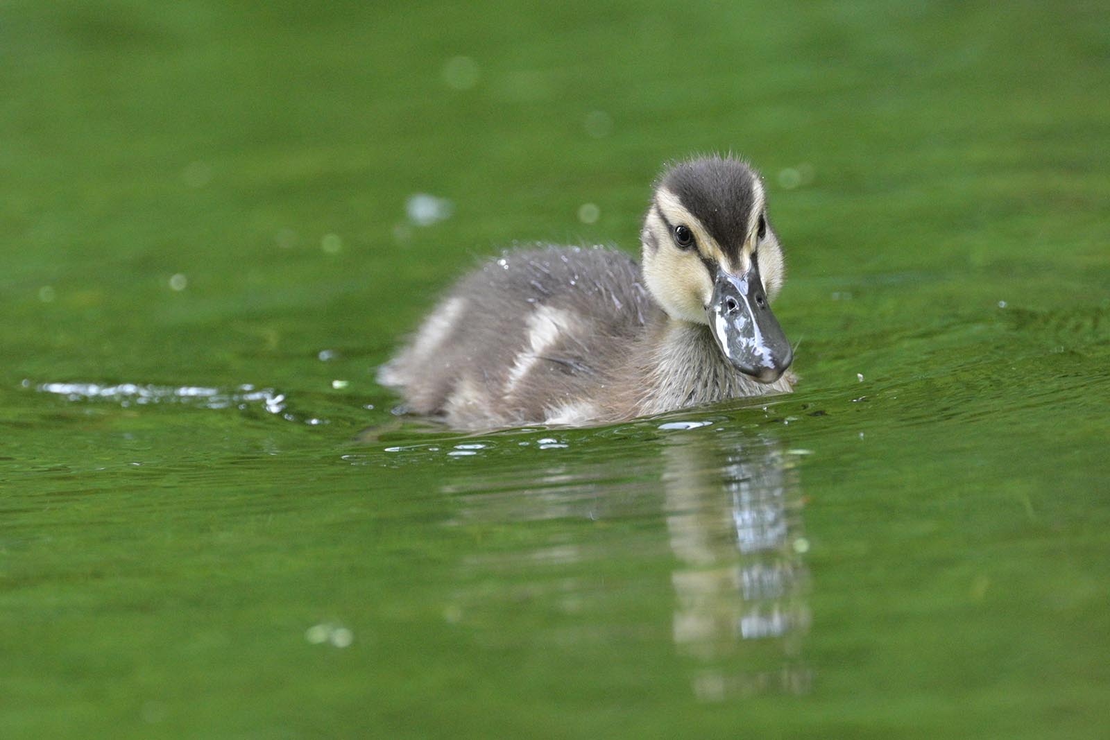 Ente in Bach am Grünten See bei Wertach Allgäu Deutschland