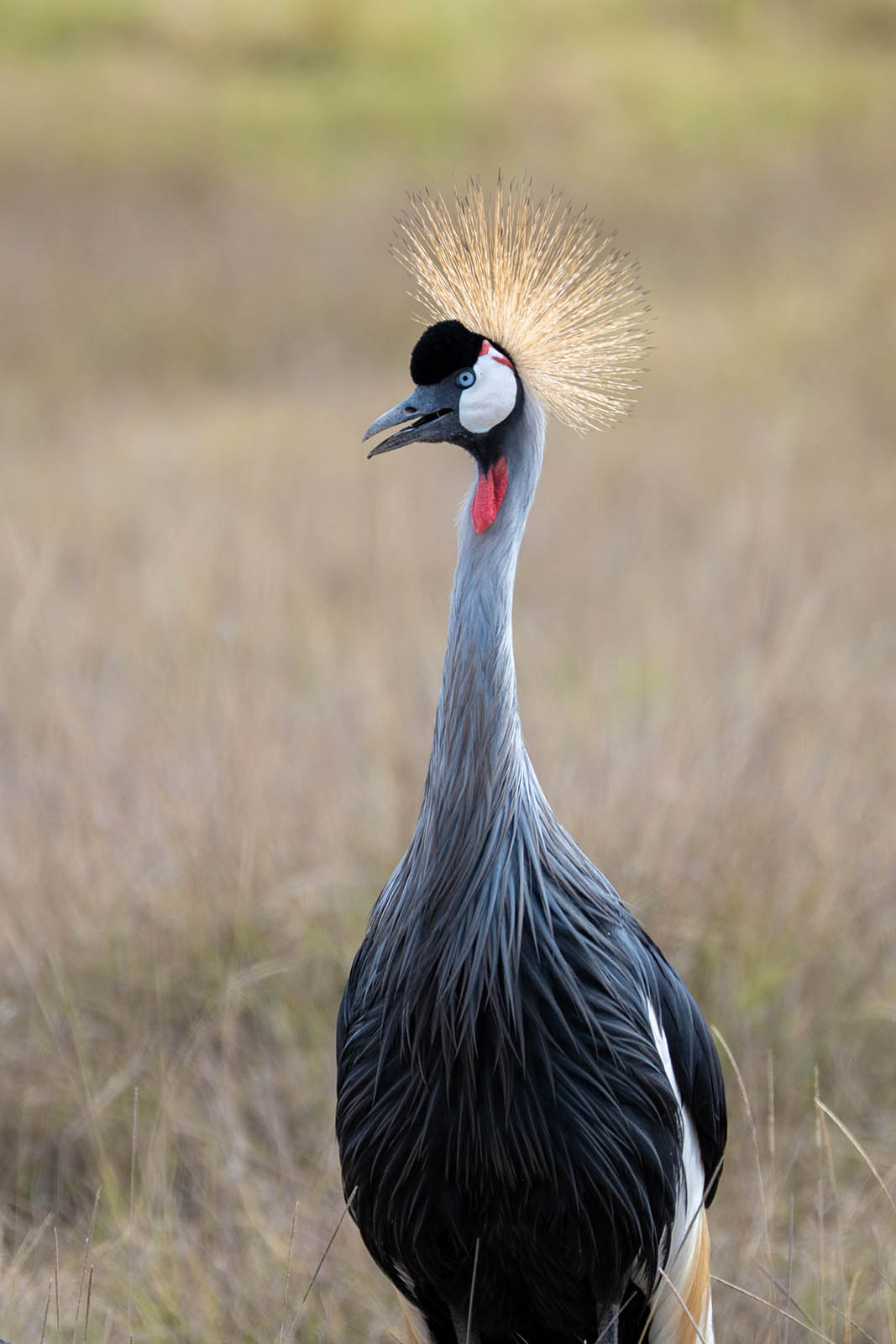 Kronenkranich im Amboseli Nationalpark Kenia