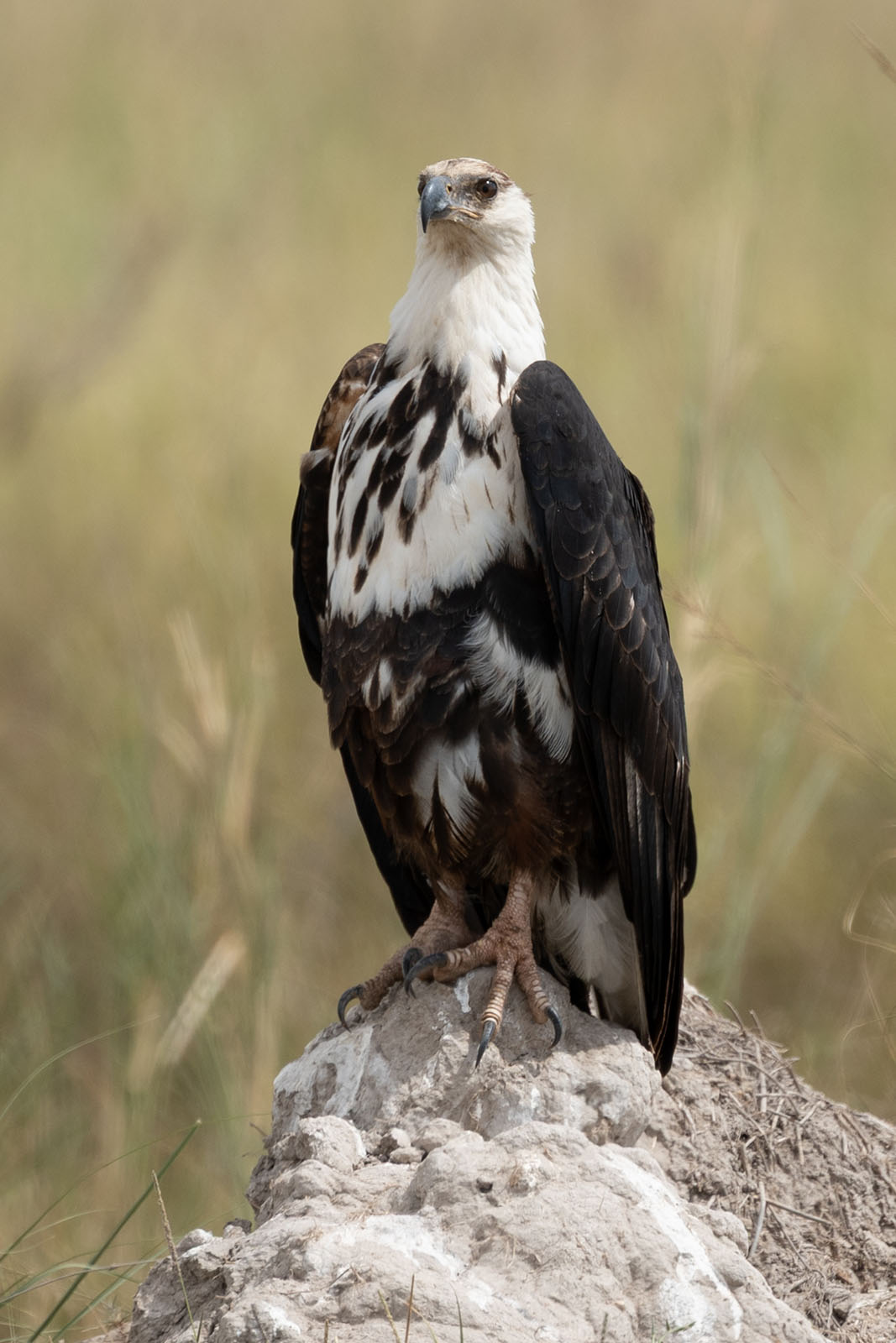 Adler im Amboseli Nationalpark Kenia