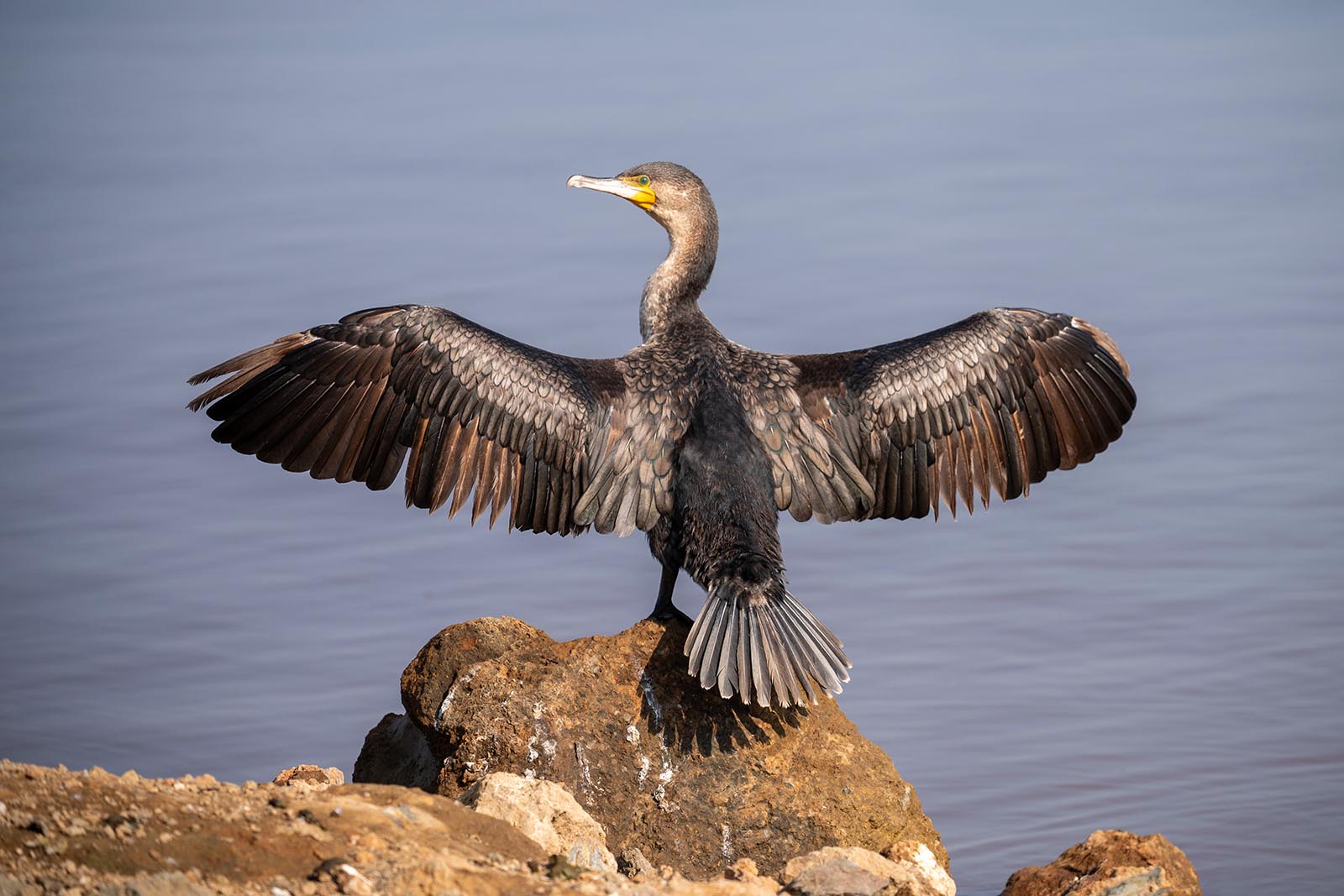 Komoran im Lake Nakuru Nationalpark Kenia