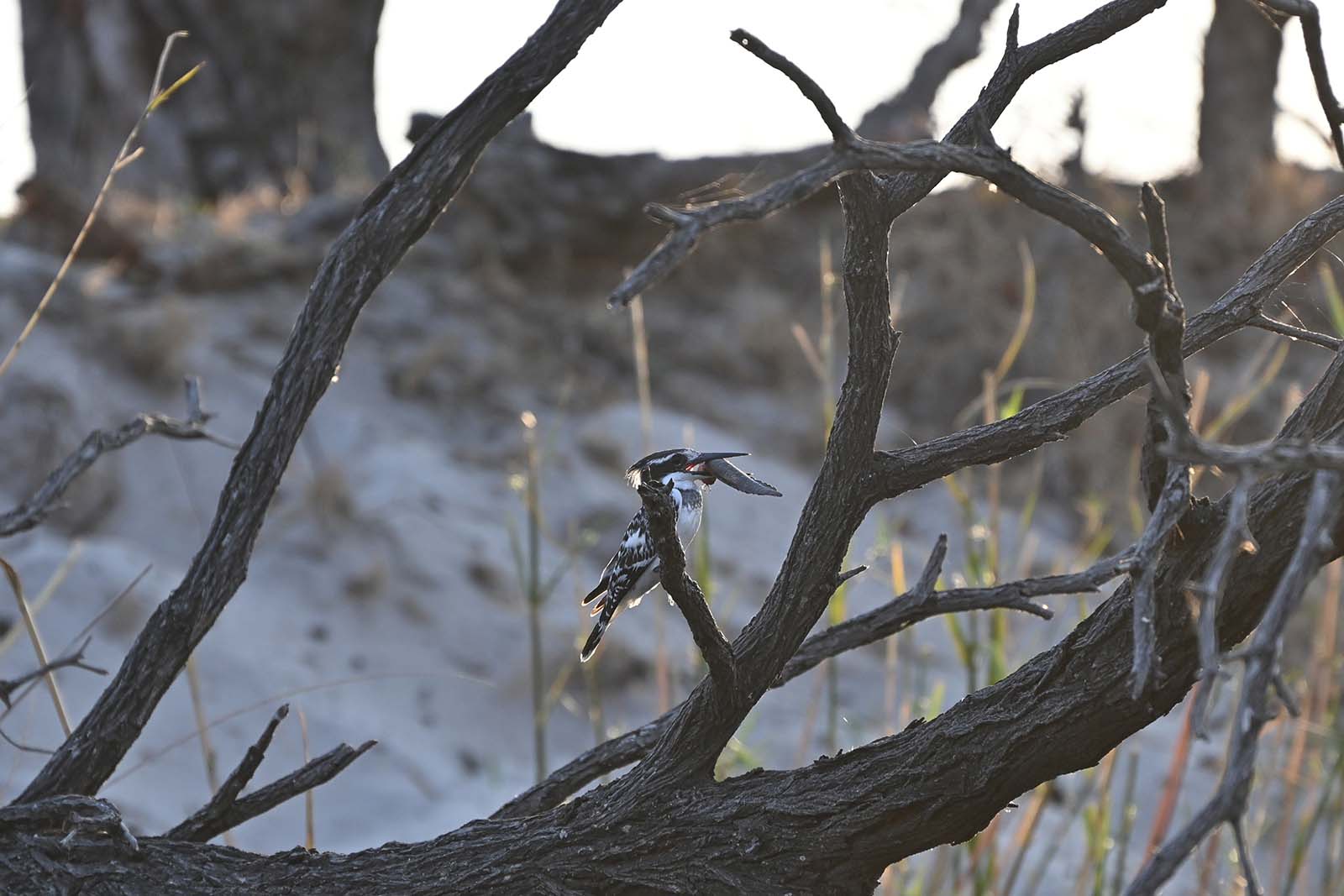 Fisch mit Beute im Schnabel Okavango in Namibia