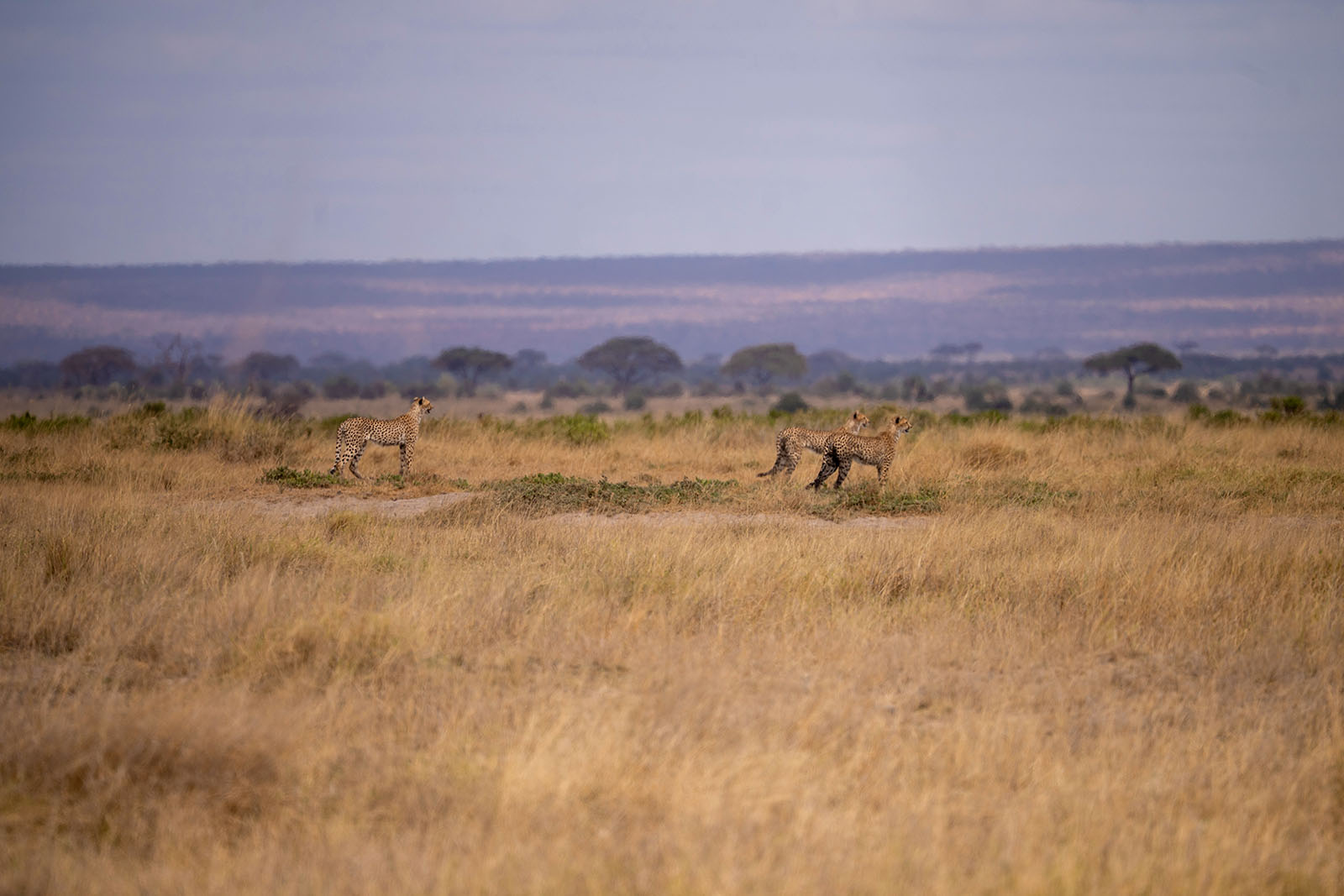 Geparden im Amboseli Nationalpark Kenia