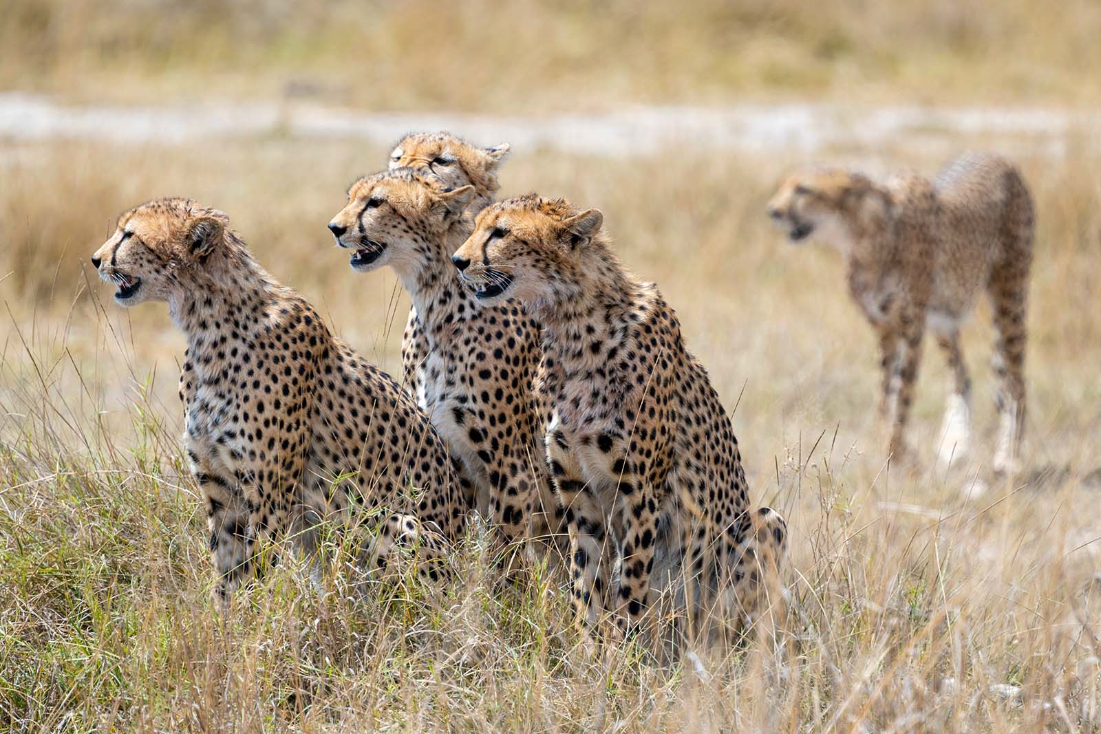 Geparden im Amboseli Nationalpark Kenia