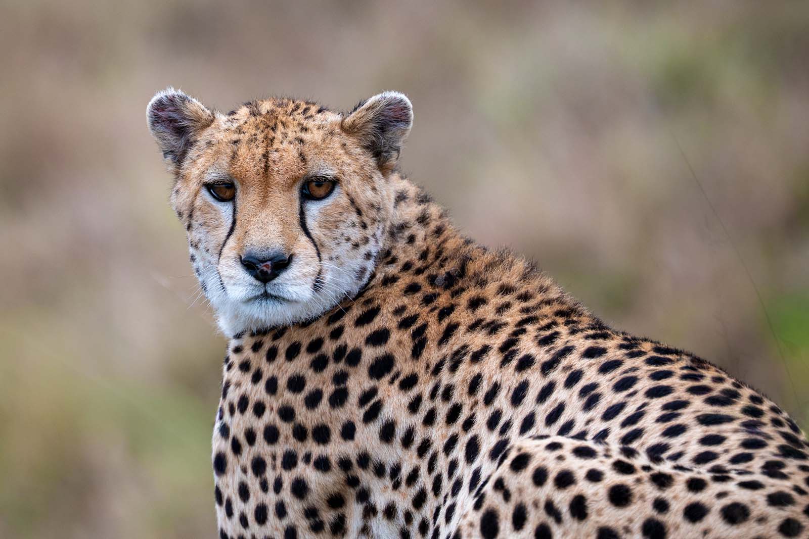 Gepard im Masai Mara Nationalpark Kenia