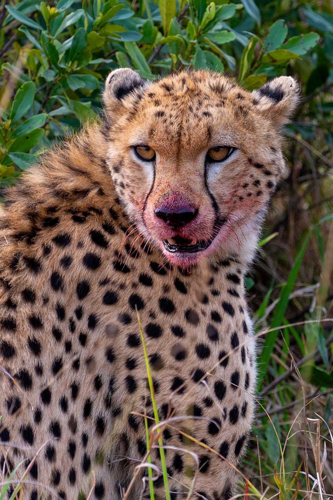 Gepard im Masai Mara Nationalpark Kenia