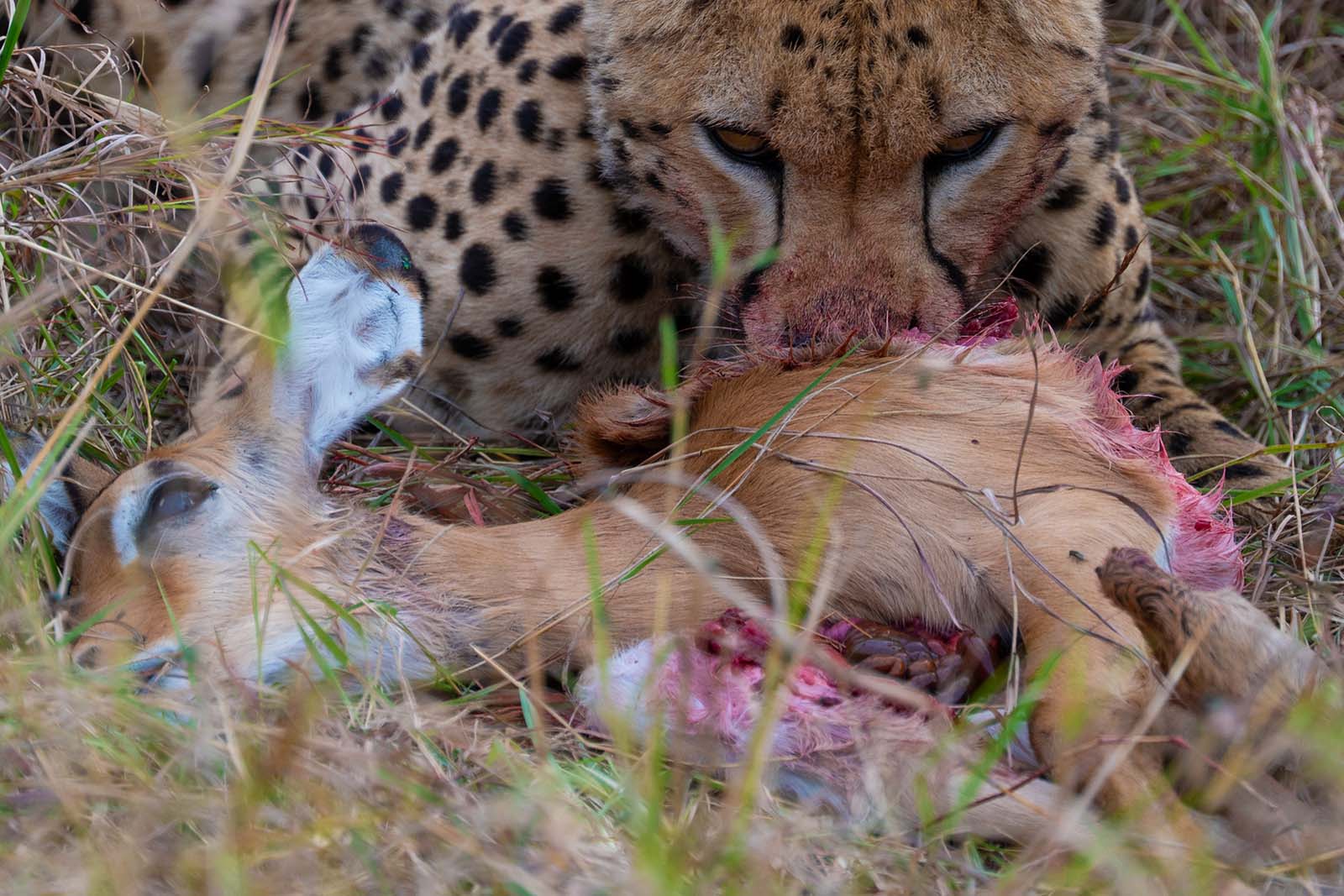 Gepard im Masai Mara Nationalpark Kenia