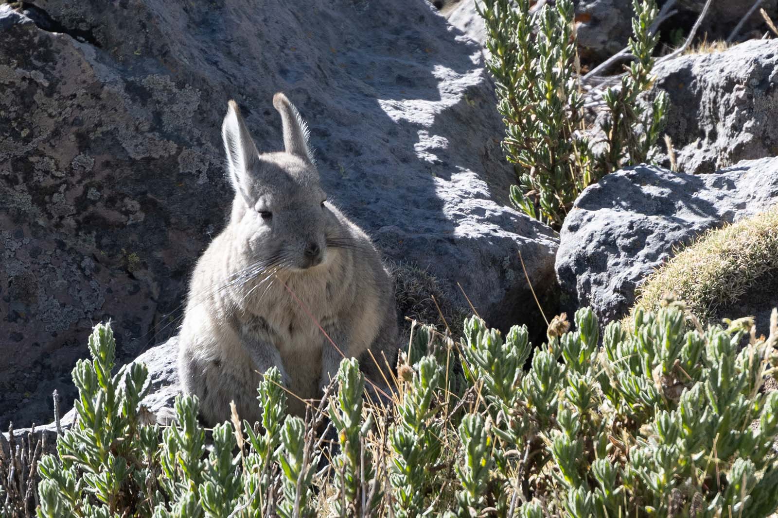 Hasenmaus in der Pampa Canahuas Peru