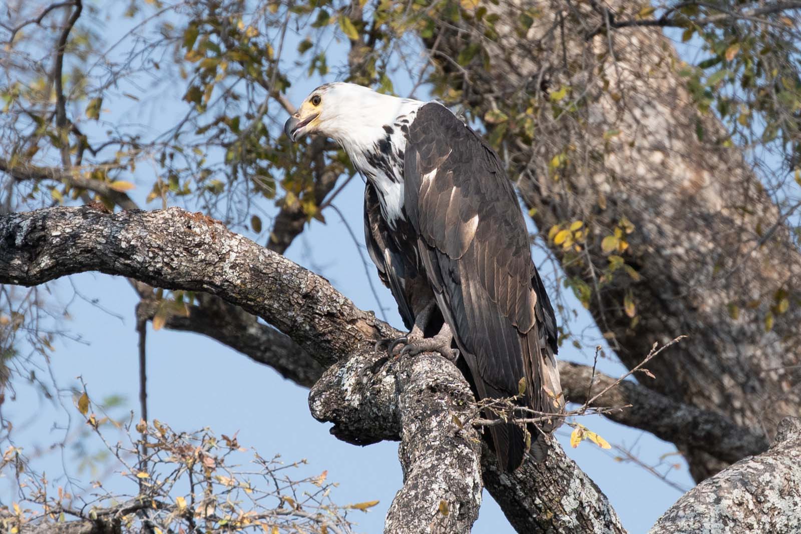 Schreikopf Seeadler im Okavango Delta in Namibia