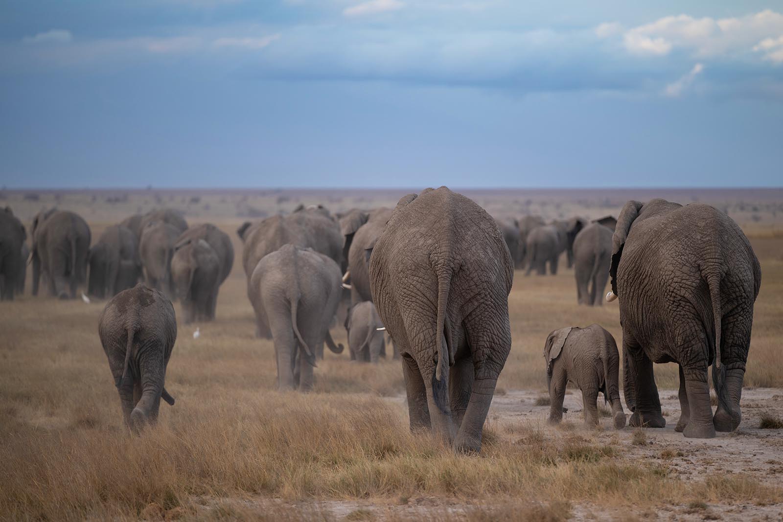 Elefanten im Aboseli Nationalpark Kenia