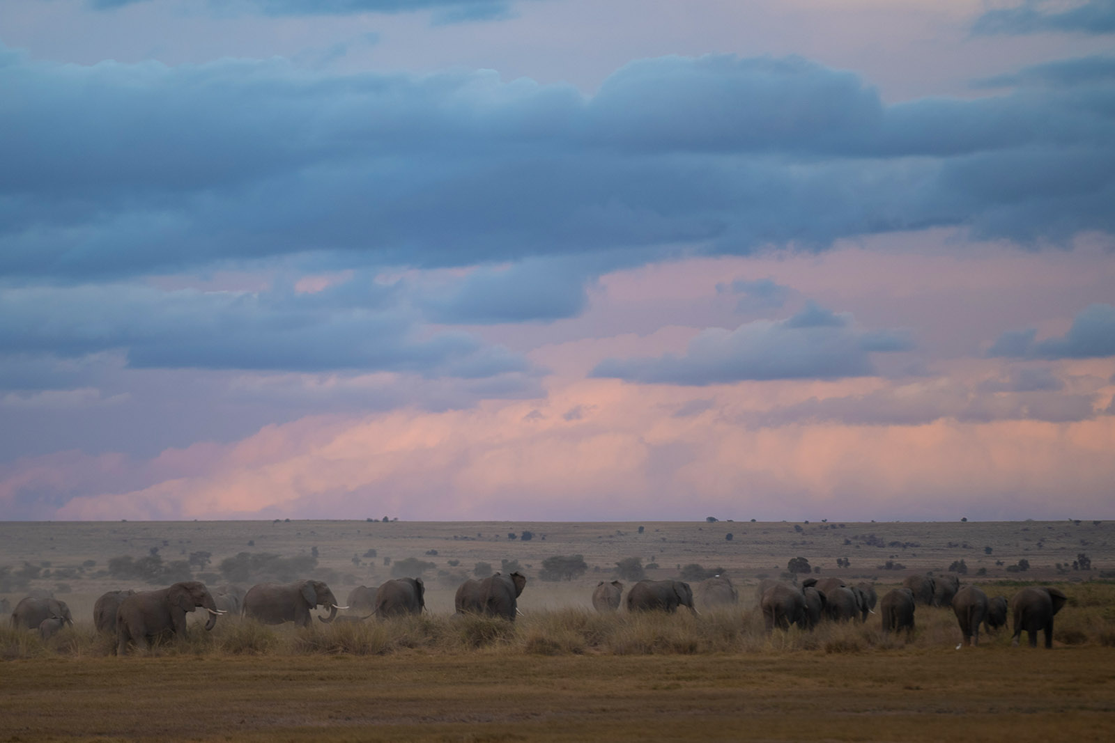Elefanten im Amboseli Nationalpark Kenia