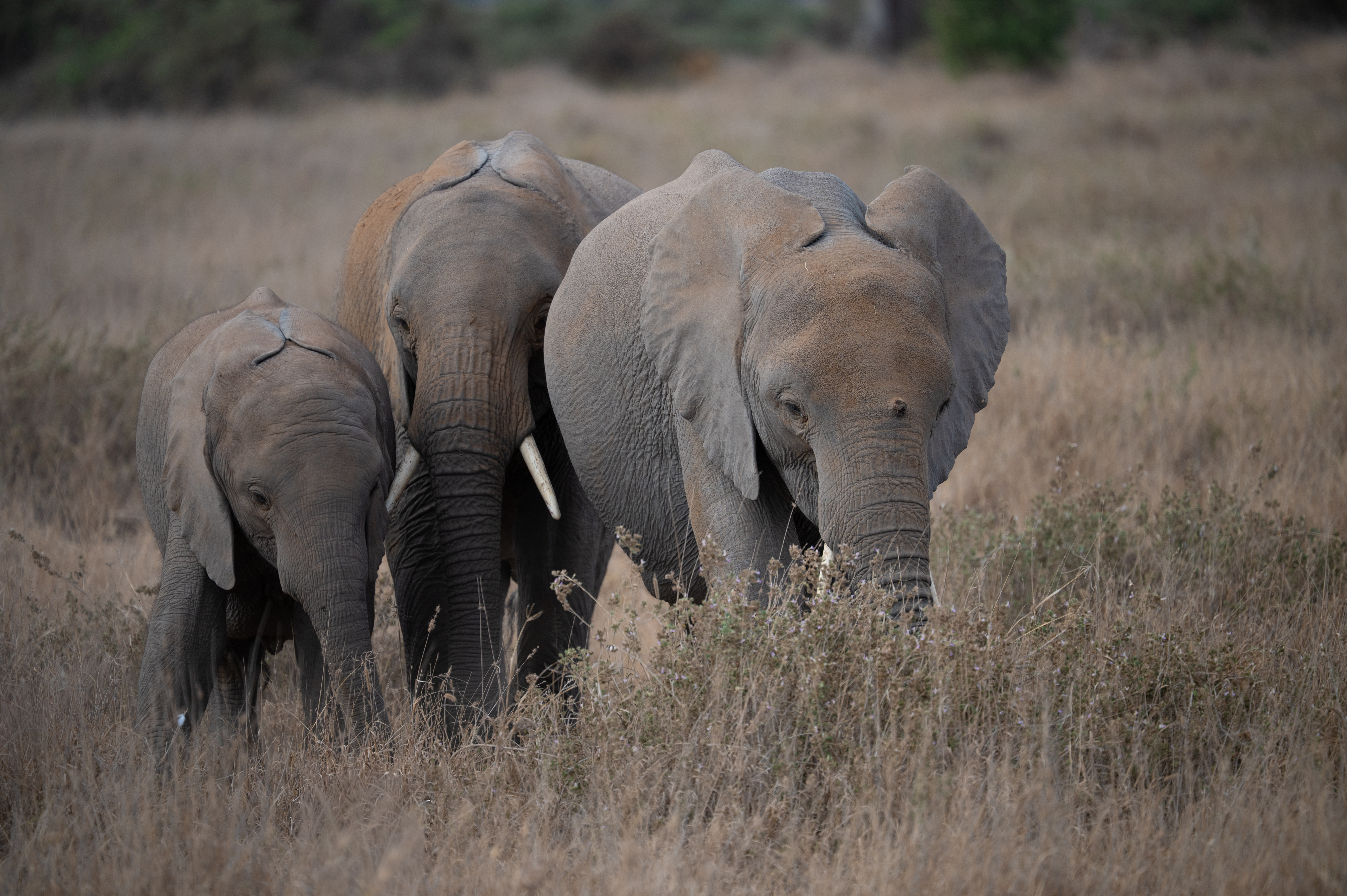 Elefanten im Amboseli Nationalpark Kenia