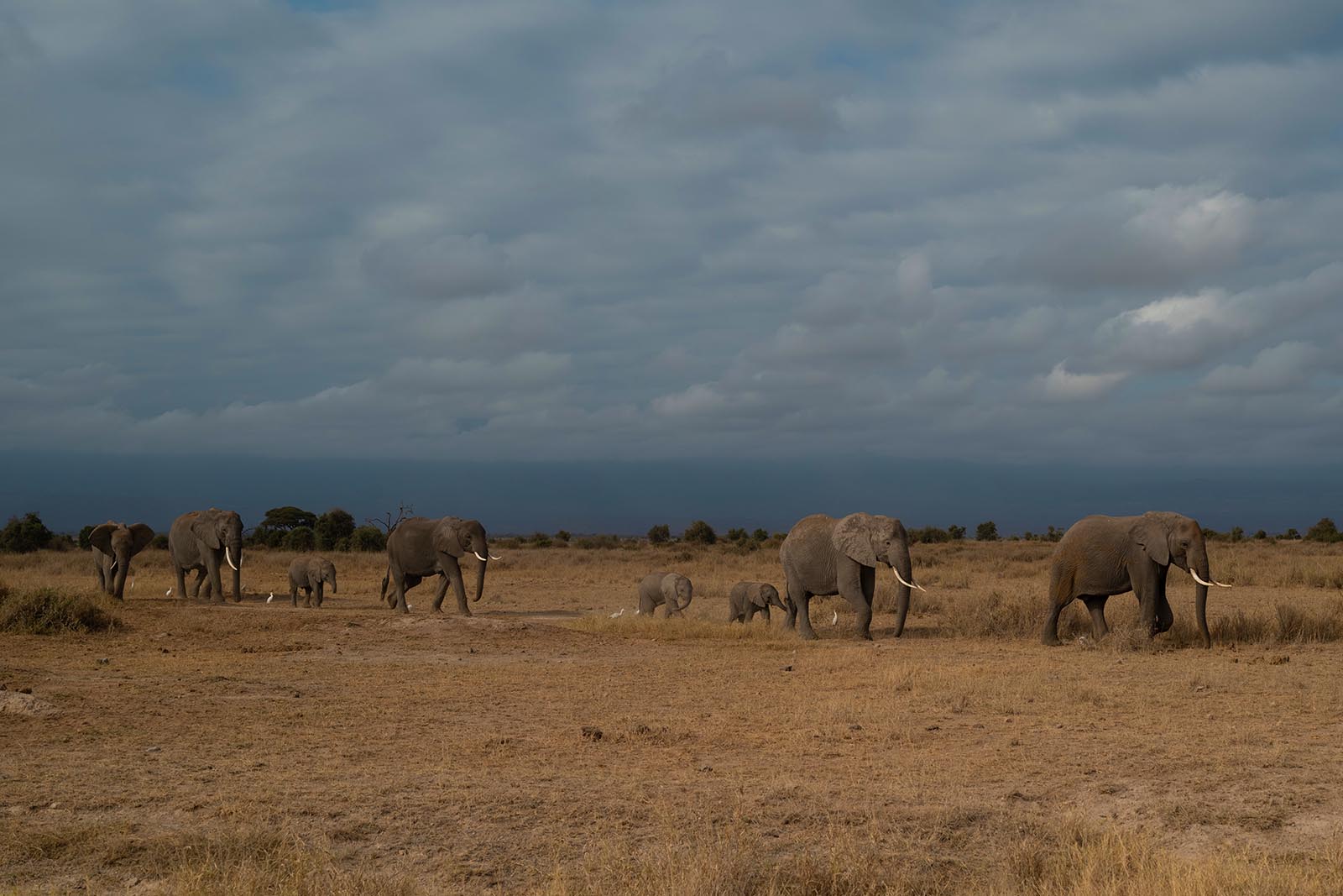 Elefanten im Amboseli Nationalpark Kenia