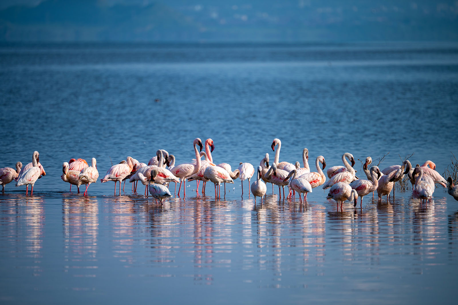 Flamingos im Lake Nakuru Nationalpark Kenia