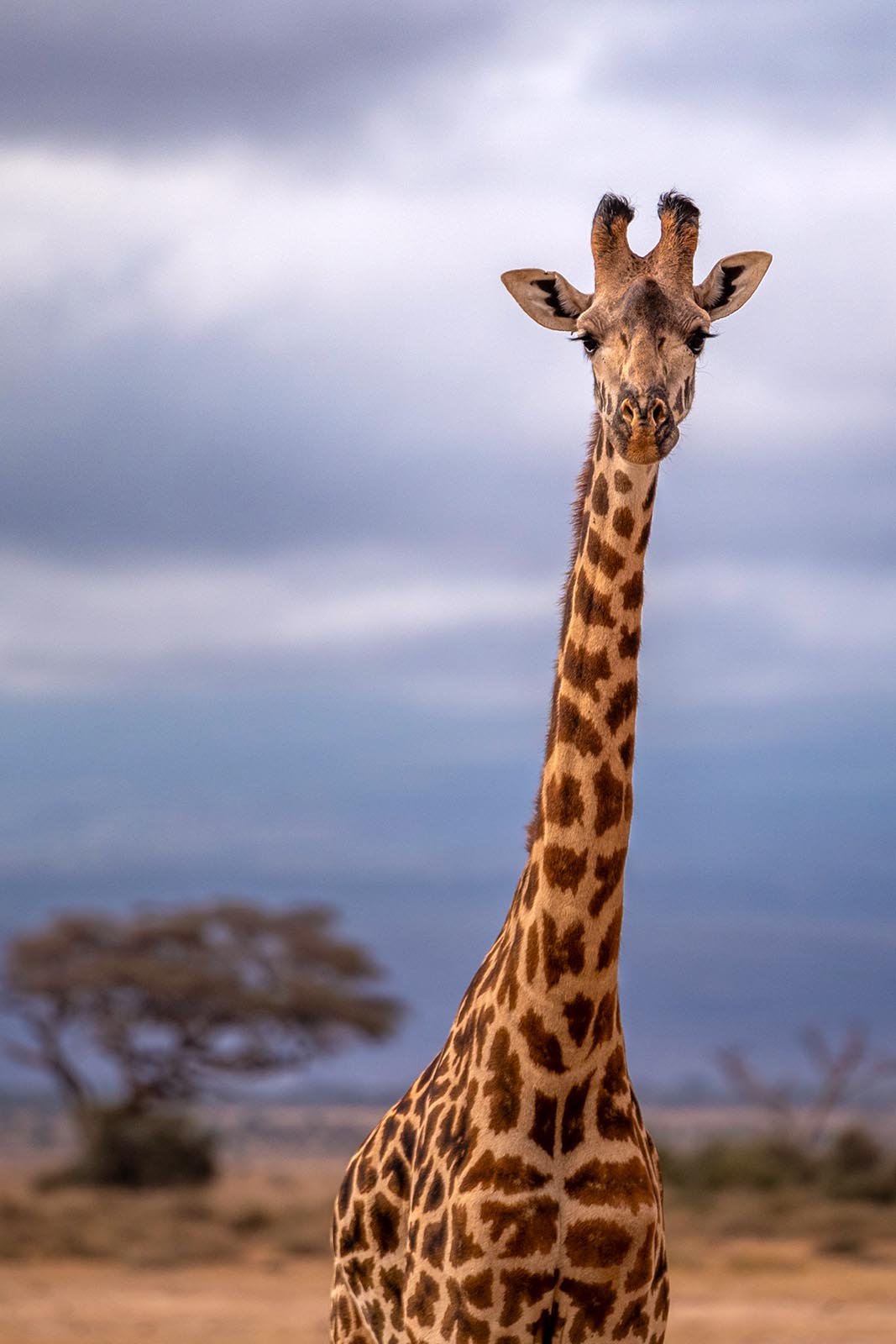 Giraffe im Amboseli Nationalpark Kenia