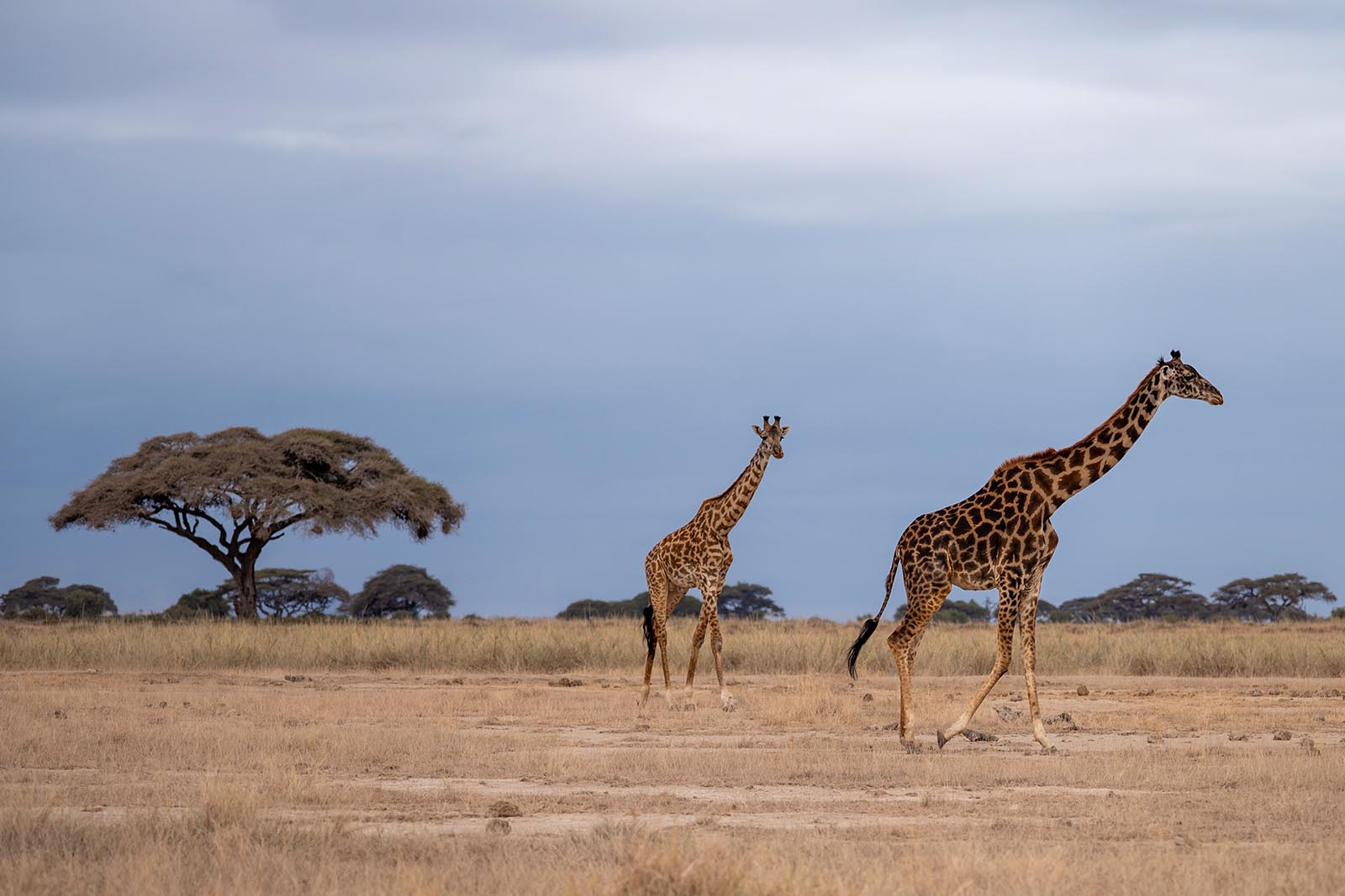 Giraffen im Amboseli Nationalpark Kenia