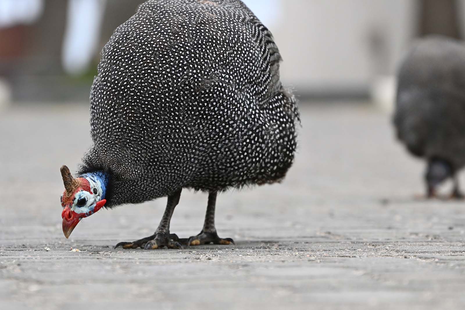 Perlhuhn auf Straße in Swakopmund Namibia
