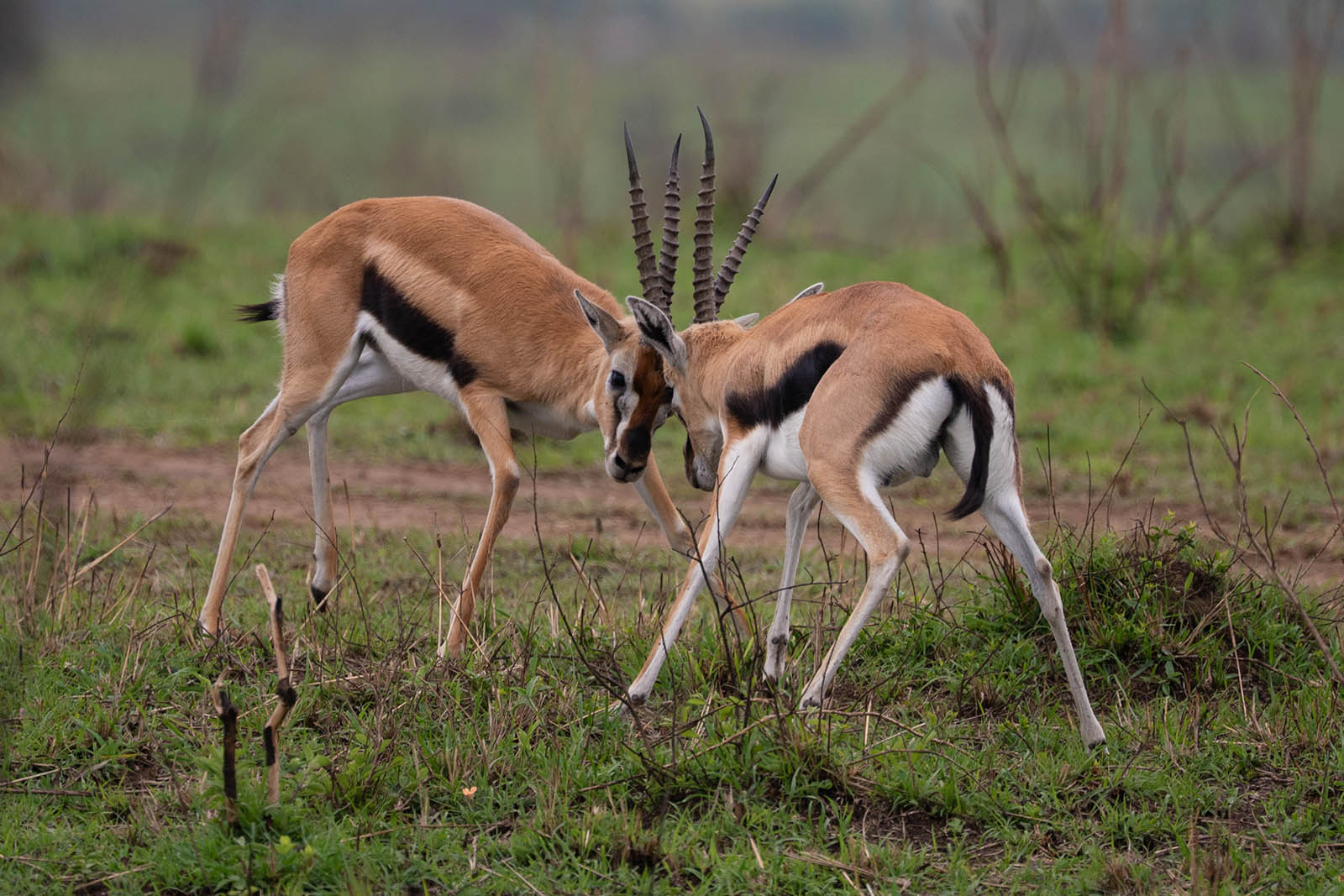 Impalas im Masai Mara Nationalpark Kenia