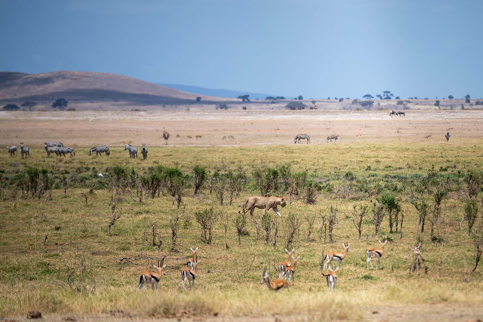 Amboseli Nationalpark Kenia