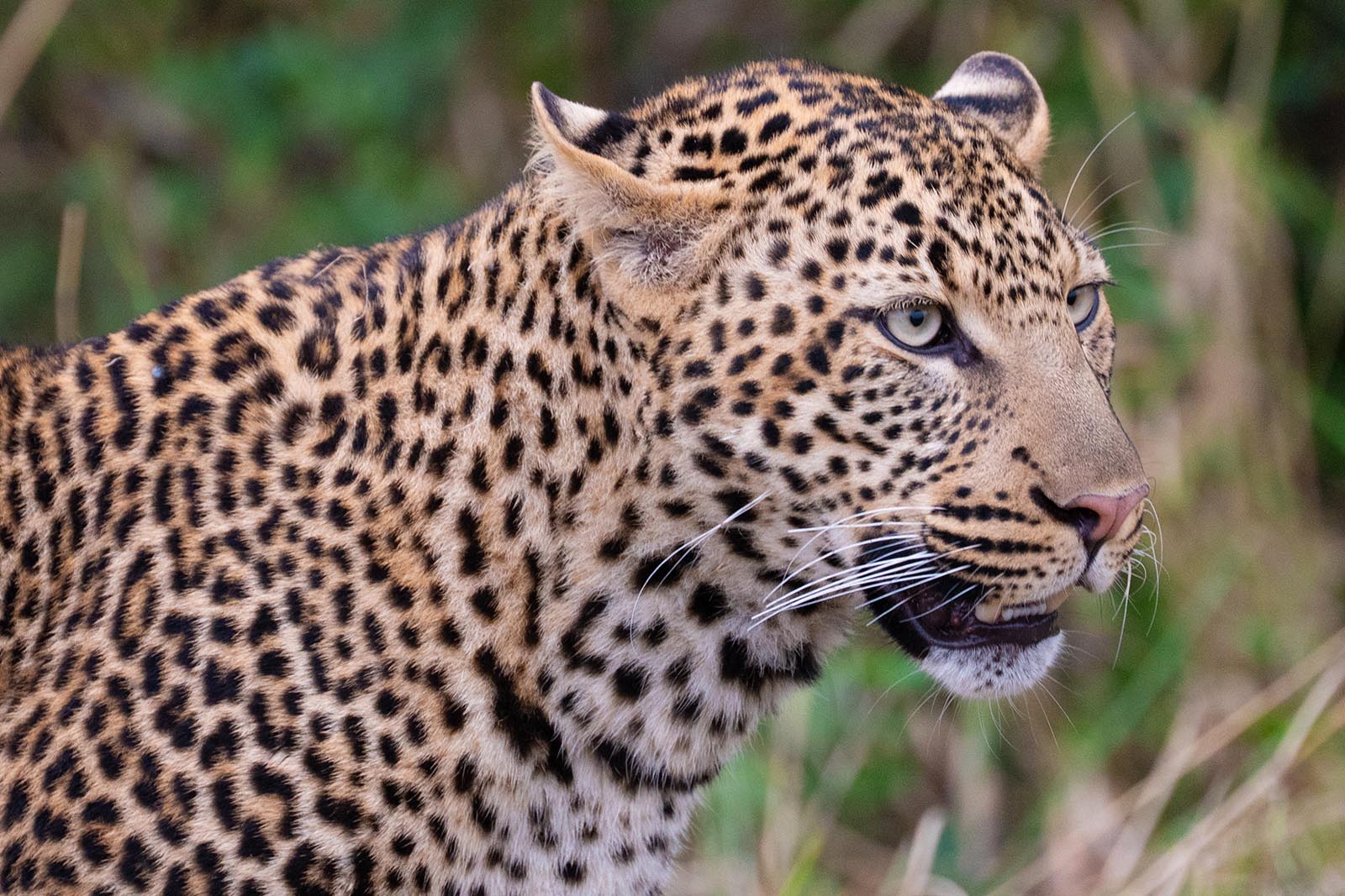 Leopard im Masai Mara Nationalpark Kenia
