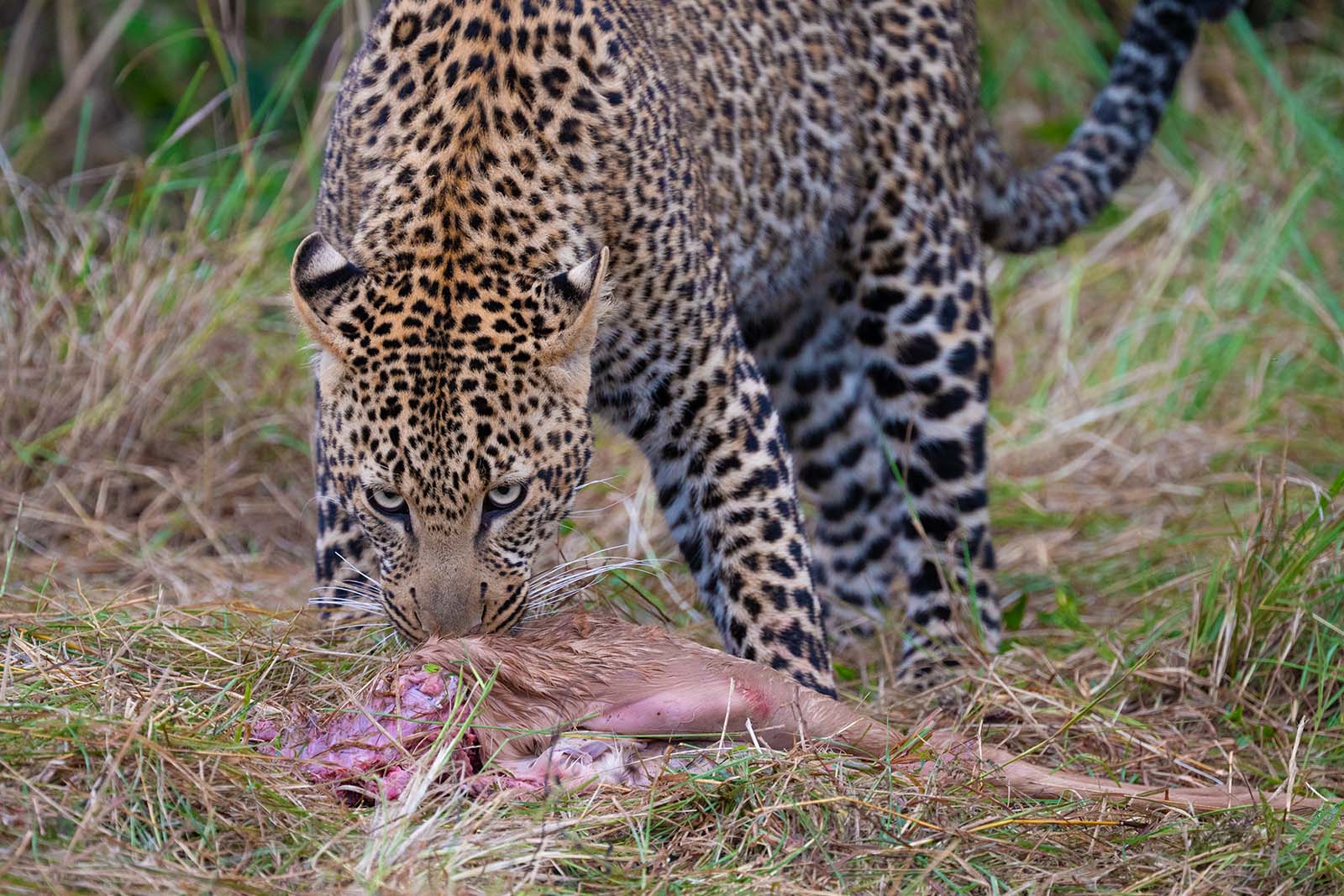 Leopard im Masai Mara Nationalpark Kenia