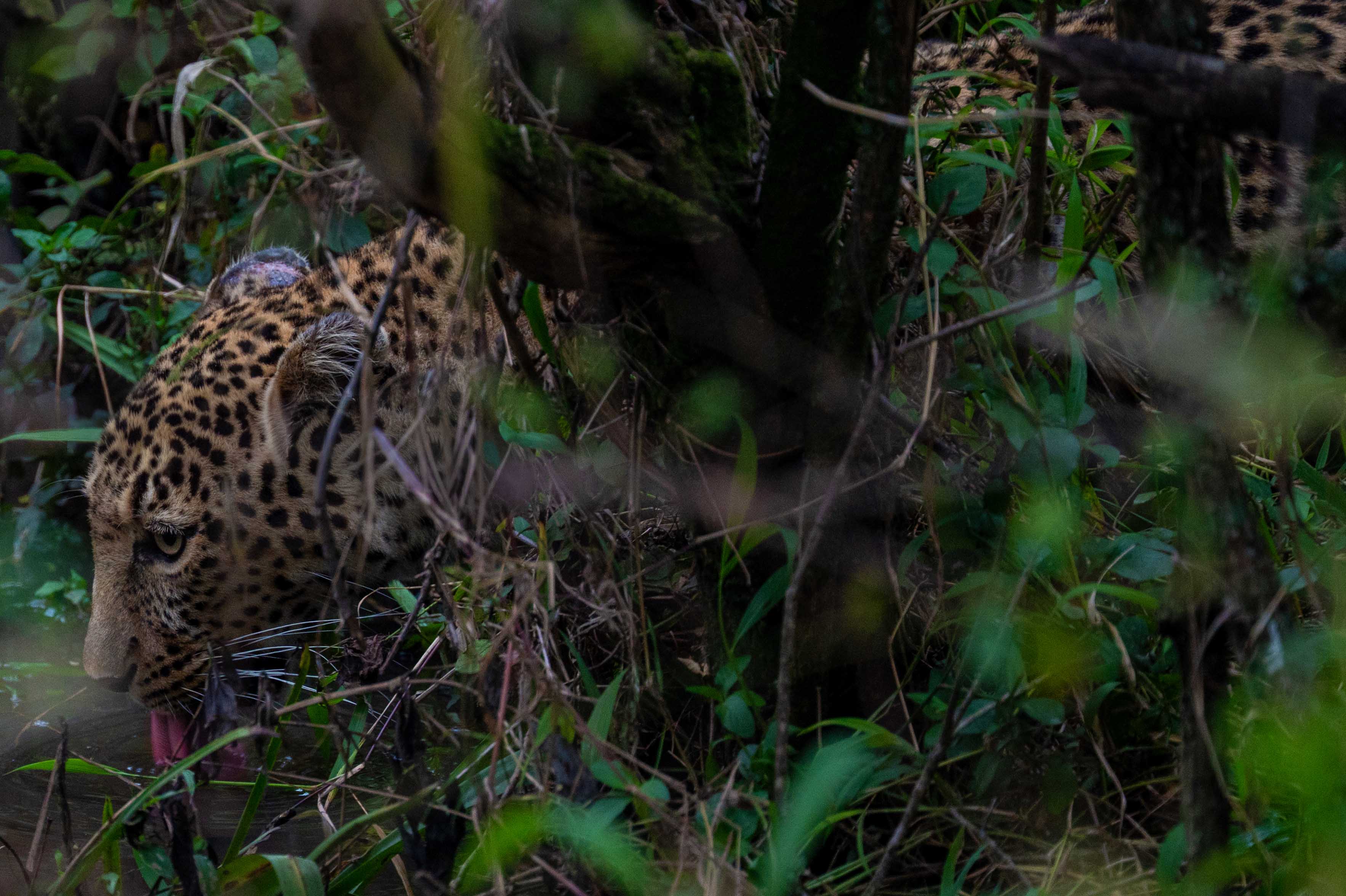 Leopard im Masai Mara Nationalpark Namibia