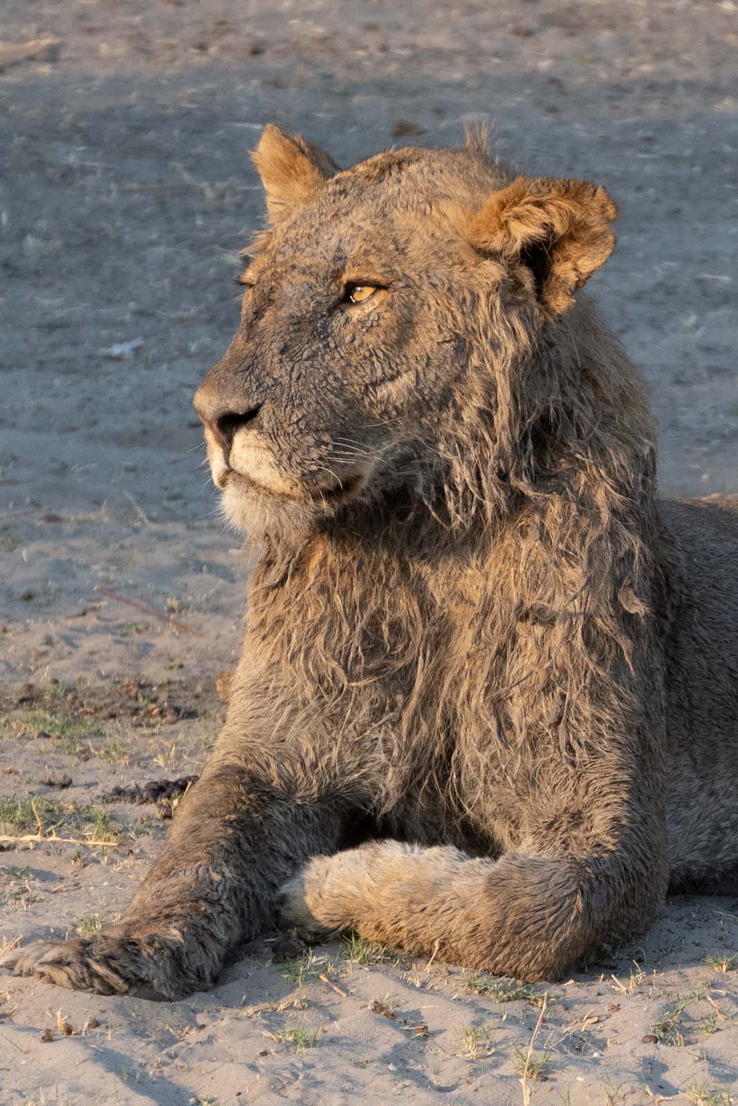 Nasser Löwe trocknet sitzend im Chobe Nationalpark Botswana