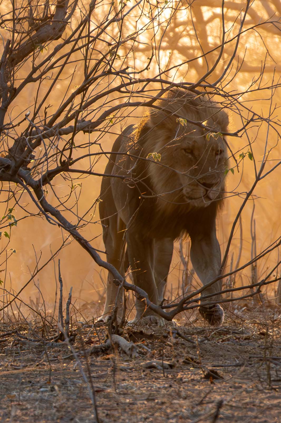 Löwe im Choke Nationalpark Botswana