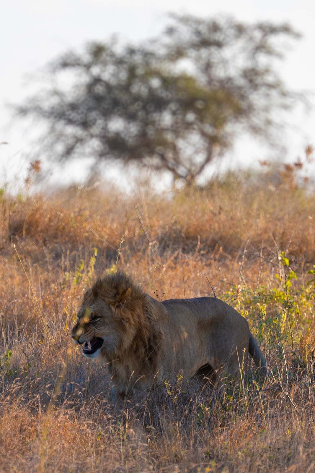 Löwe im Taita Hills Wildlife Sanctuary Kenia