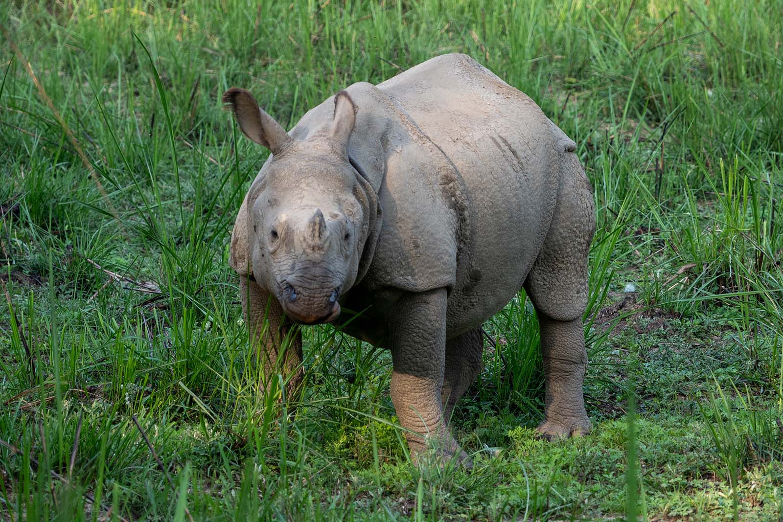 Rhino im Chitwan Nationalpark Nepal
