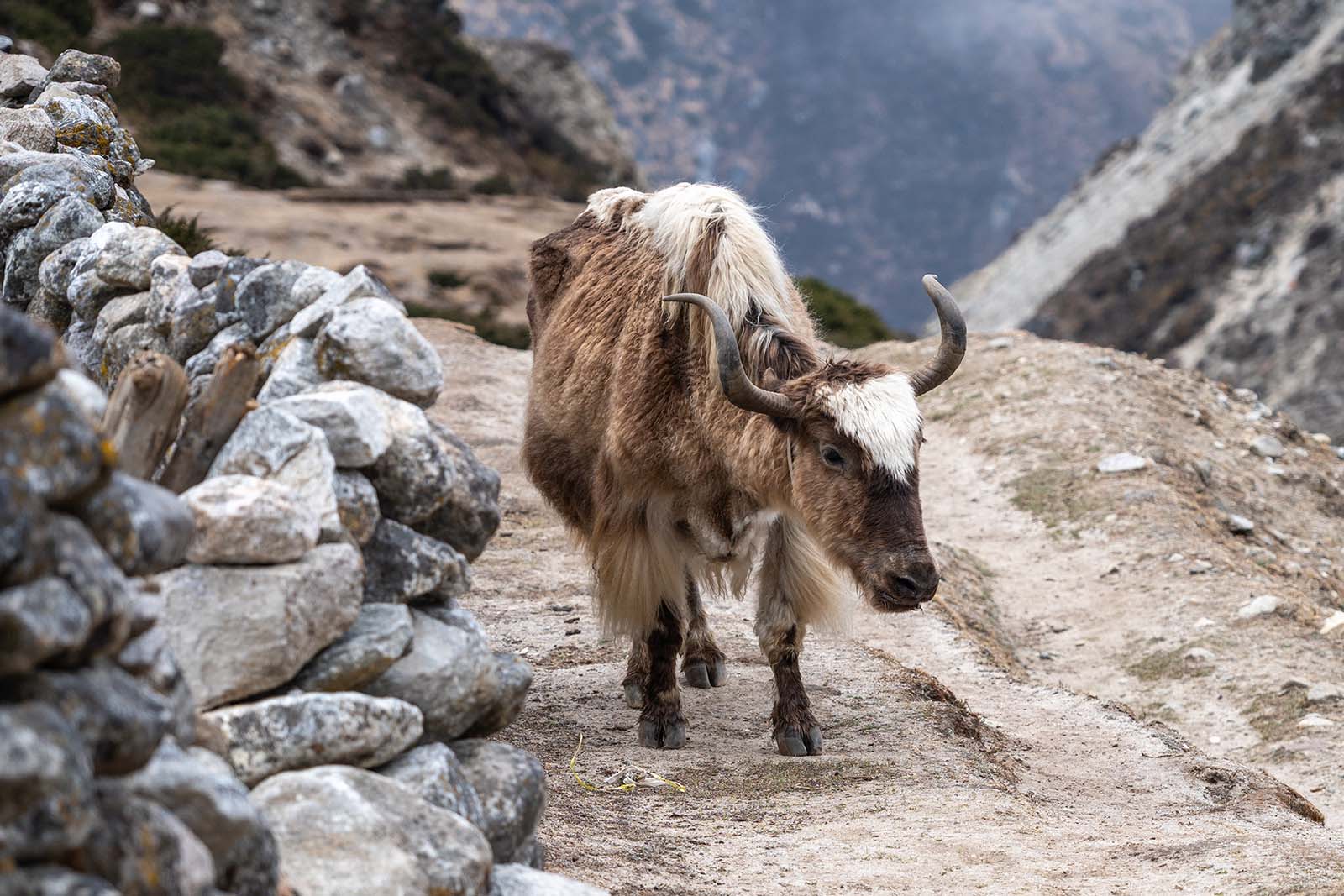 Yak im Gokyo Tal in Nepal