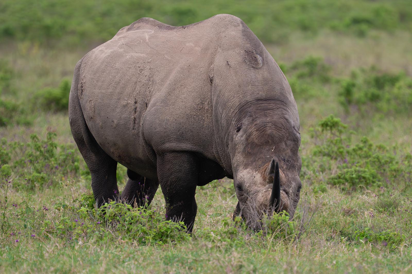 Rhino im Lake Nakuru Nationalpark Kenia