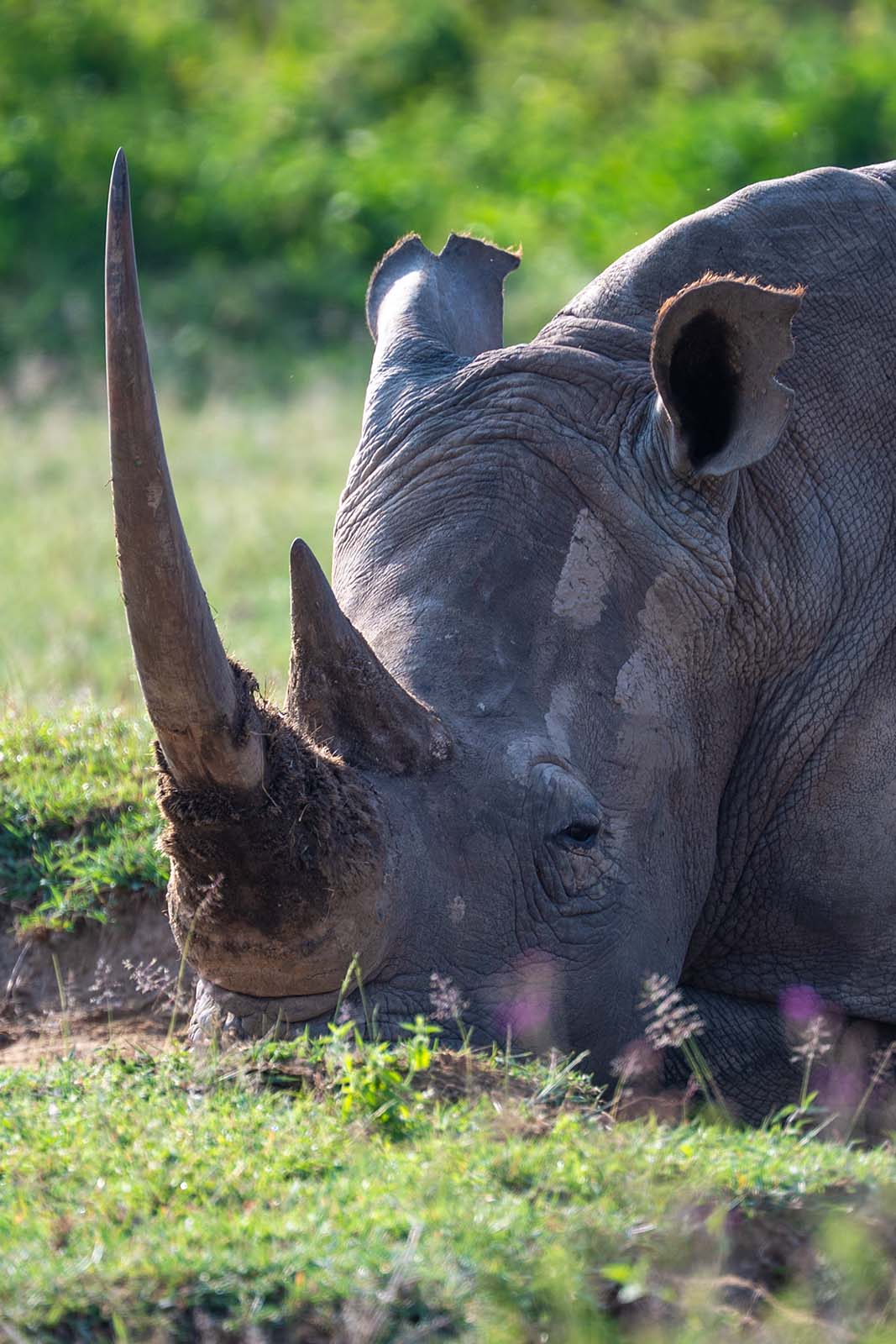 Rhino im Lake Nakuru Nationalpark Kenia