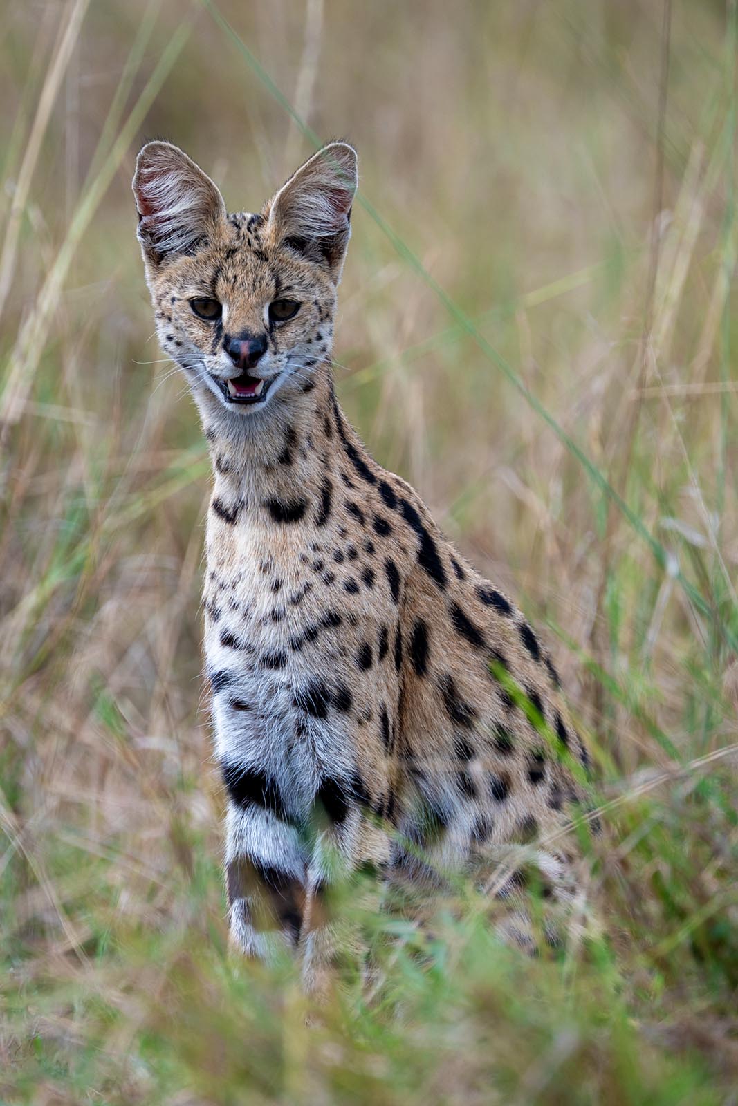 Serval Katze im Masai Mara Nationalpark Kenia