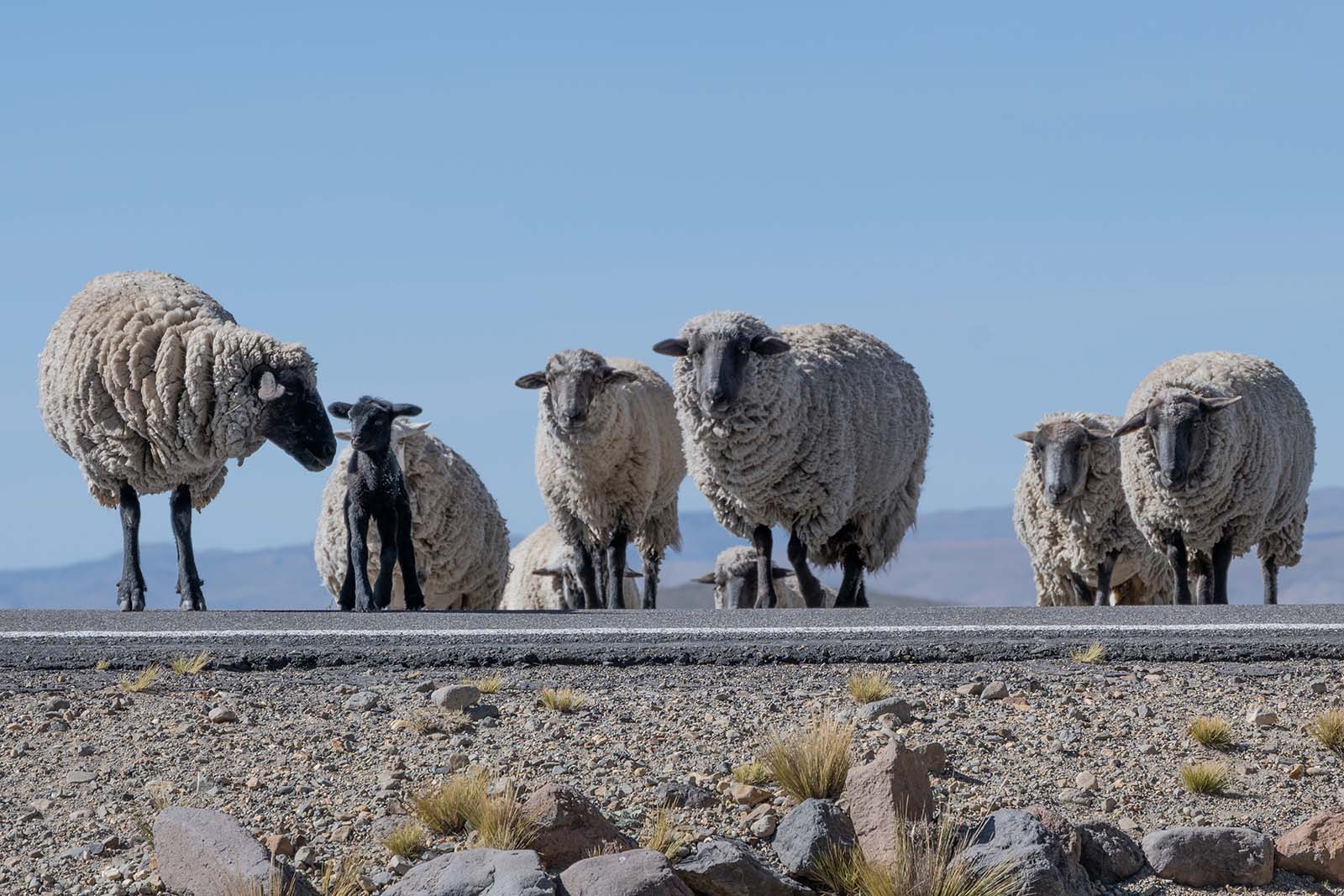 Schafe in der Pampa Canahuas Peru